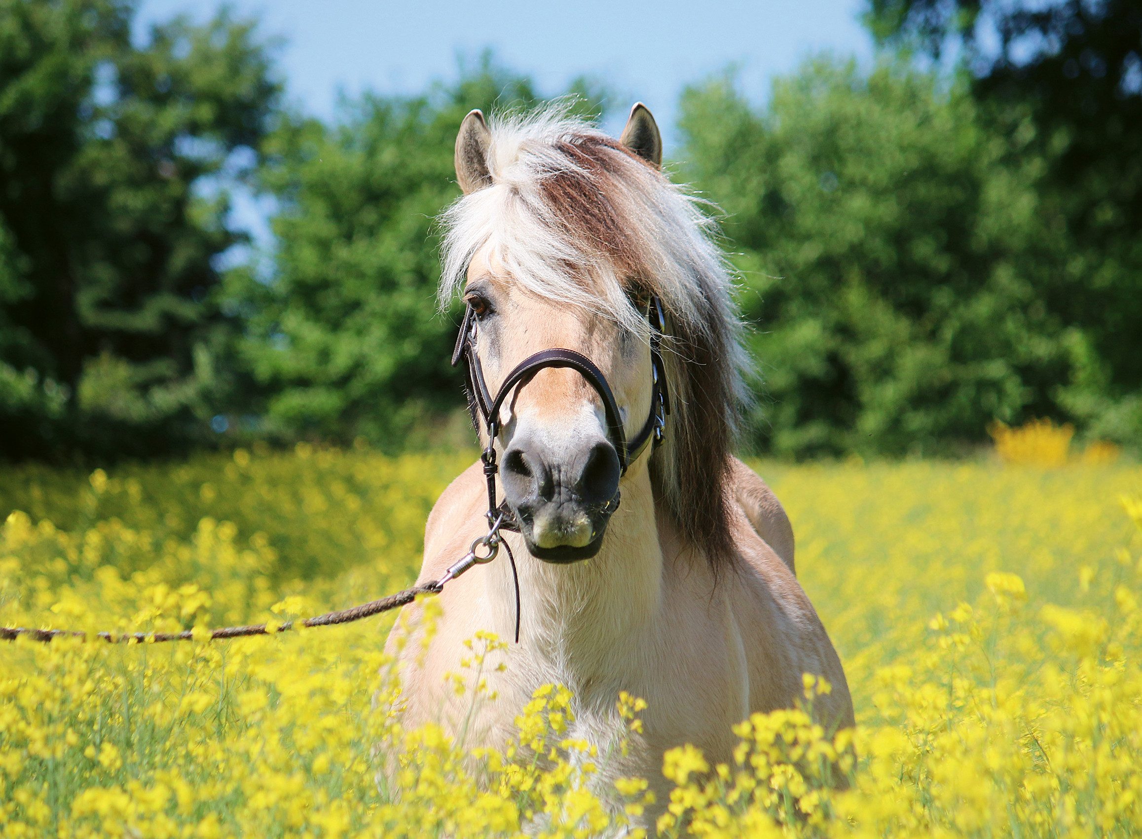 Ravensburger Puzzle Pferd im Rapsfeld, 500 günstig online kaufen