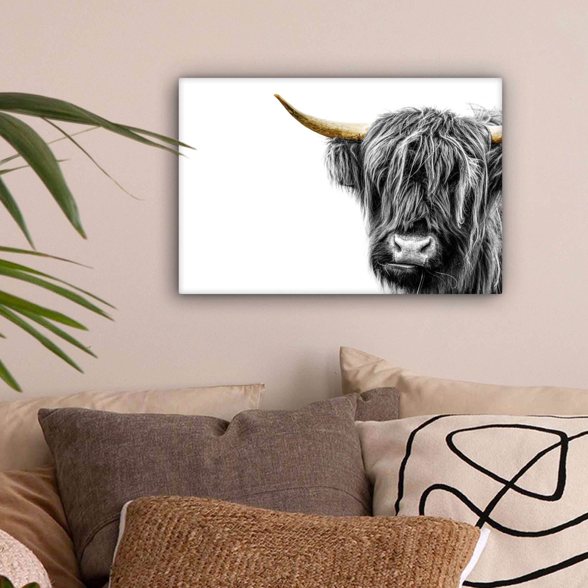 OneMillionCanvasses® Leinwandbild Scottish Highlander - Weiß günstig online kaufen