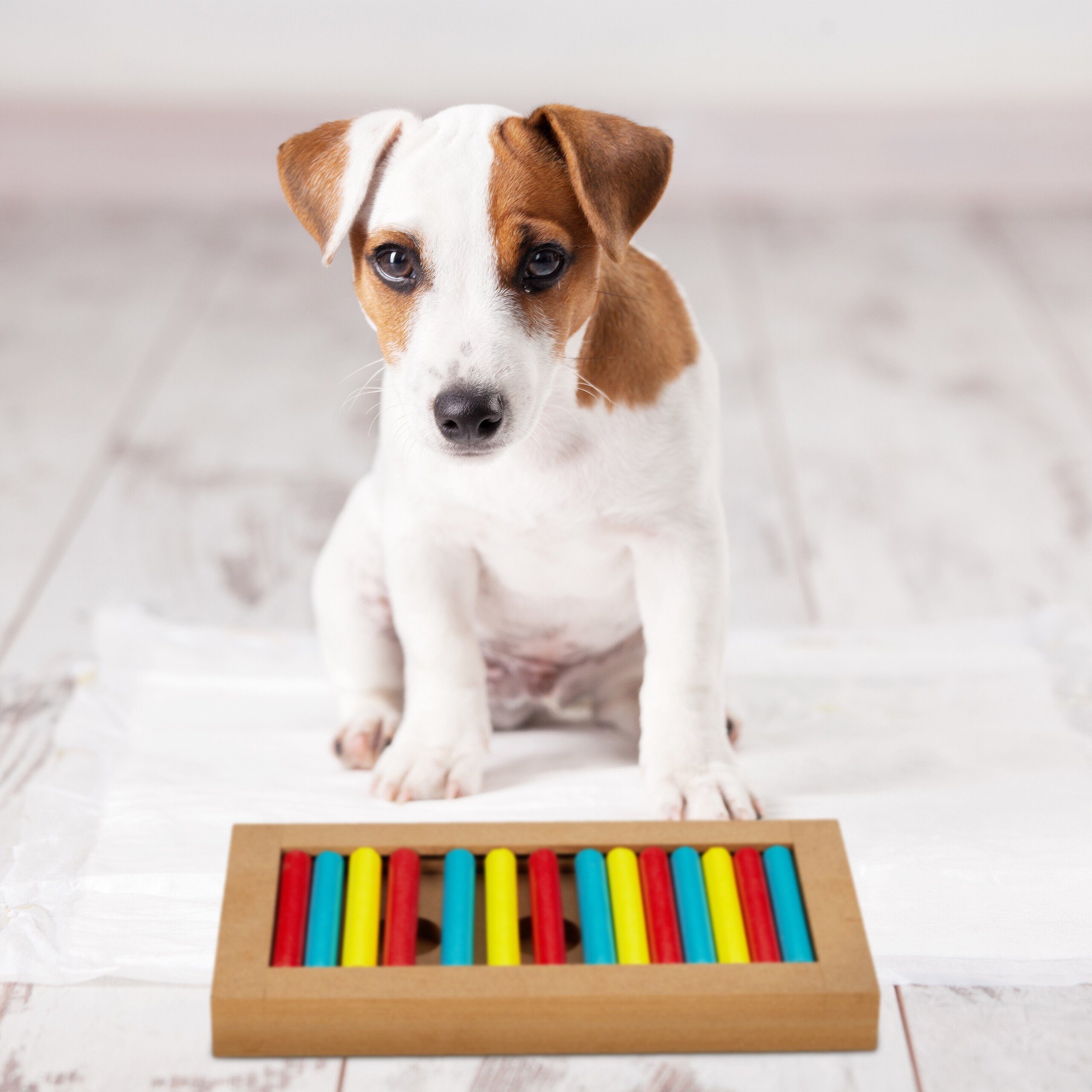 relaxdays Tier-Intelligenzspielzeug Intelligenzspielzeug für Hunde, Faserpl günstig online kaufen