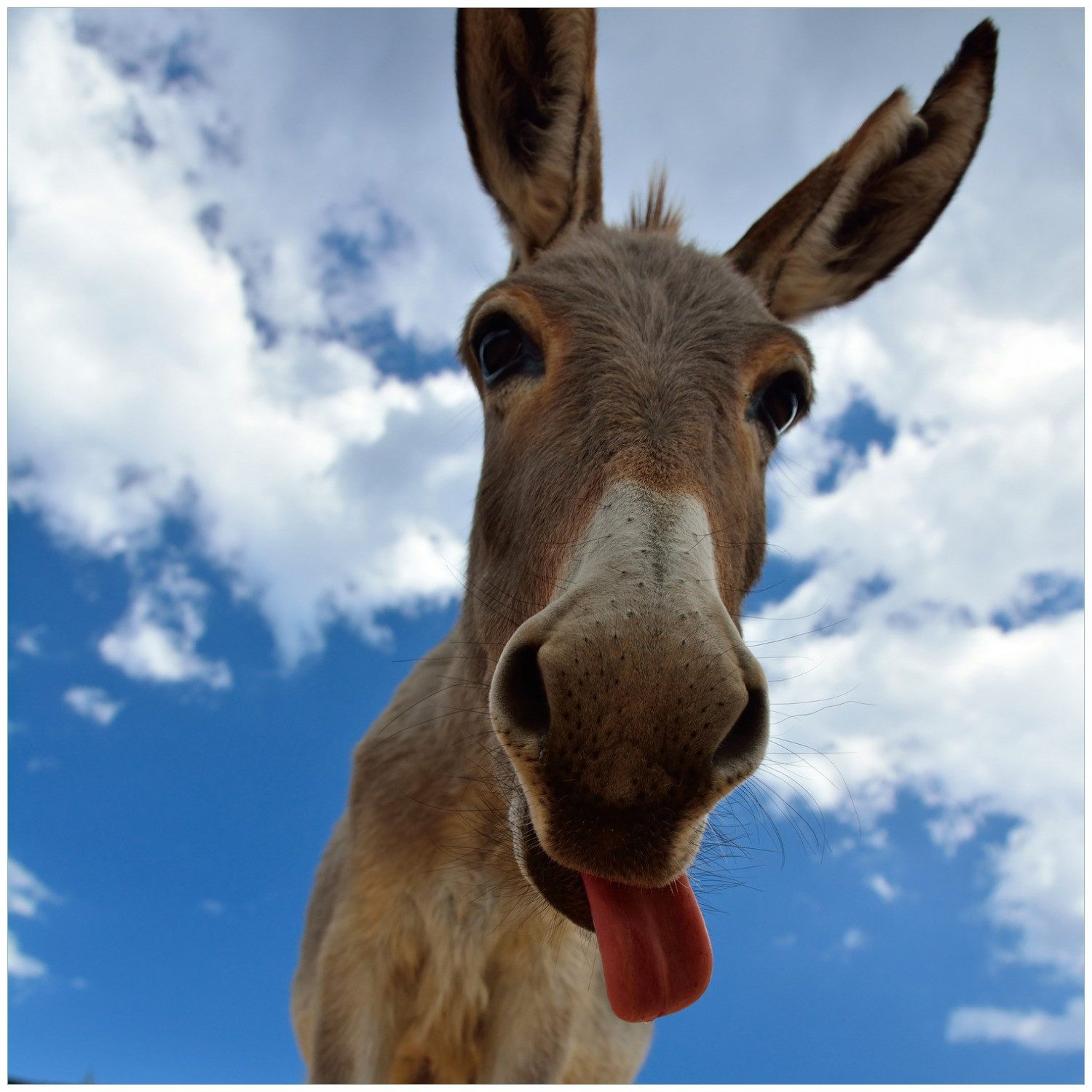 Wallario Glasbild, Frecher Esel, in verschiedenen Ausführungen