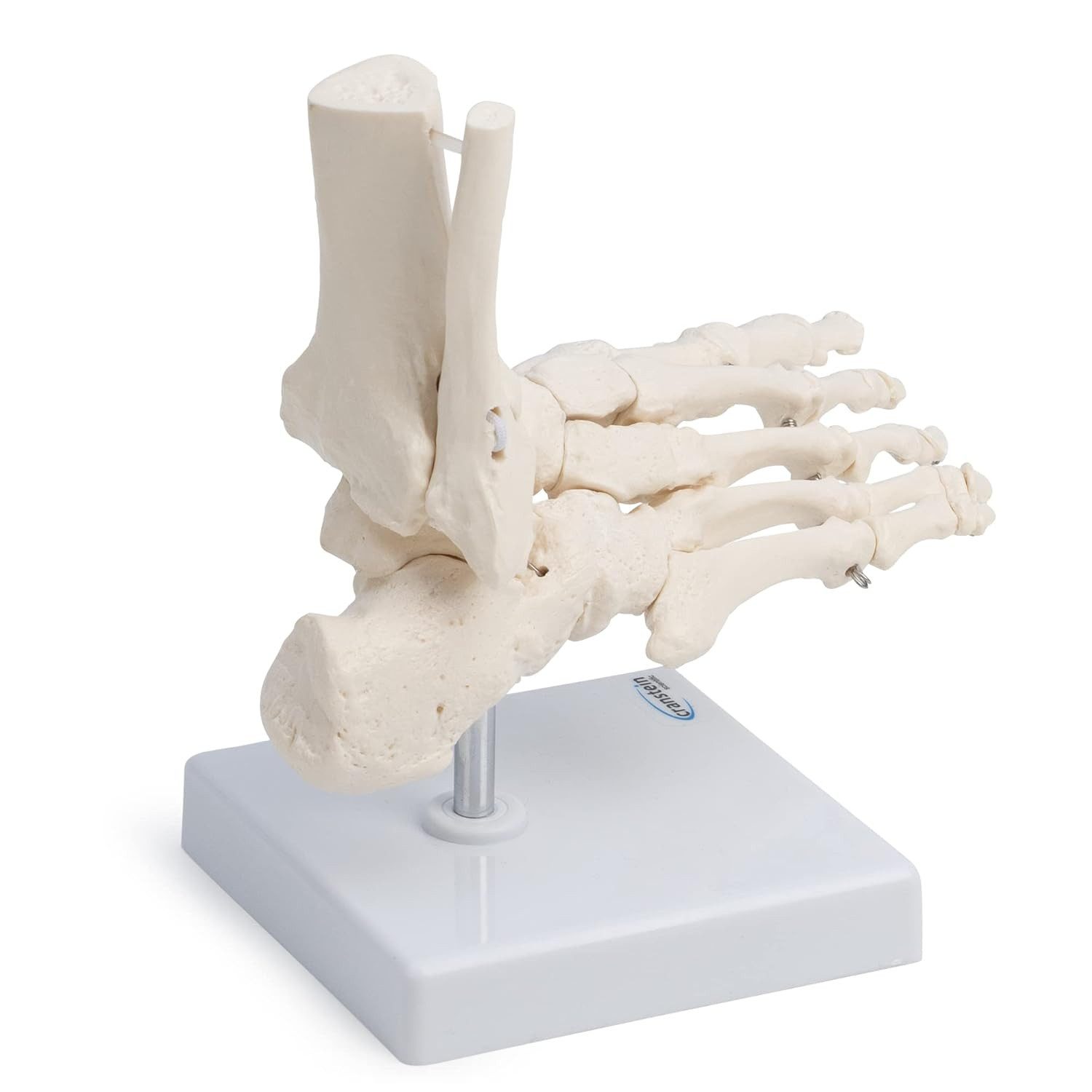 Cranstein Scientific Dekoobjekt Fußskelett Fuß Anatomie Modell lebensgroß mit Schien- und Wadenbeinans – Bild 3 von 5