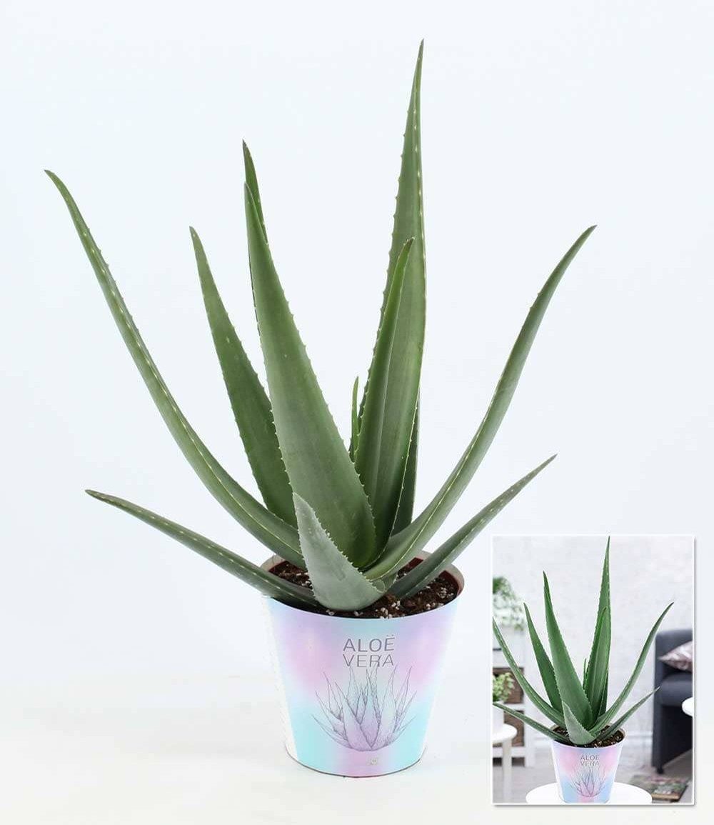 BALDUR Garten Zimmerpflanze XXL Aloe Vera, 55-65 cm hoch, 1 St., Barbadosiensis, pflegeleicht