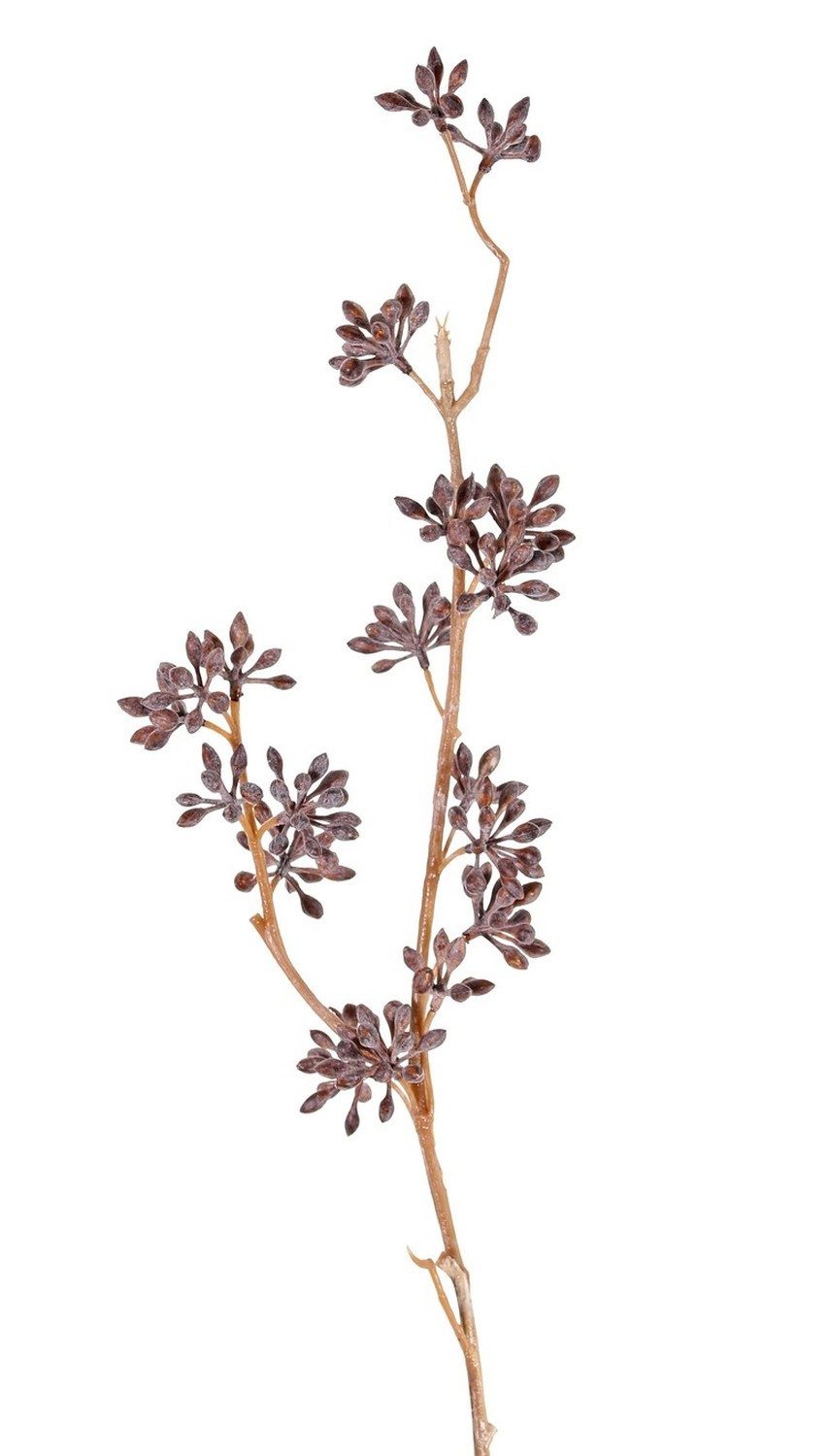 Kunstzweig Plastik Eucalyptuszweig Soha mit Früchten, braun, 60cm Eukalyptus, artplants, Höhe 60.0 cm