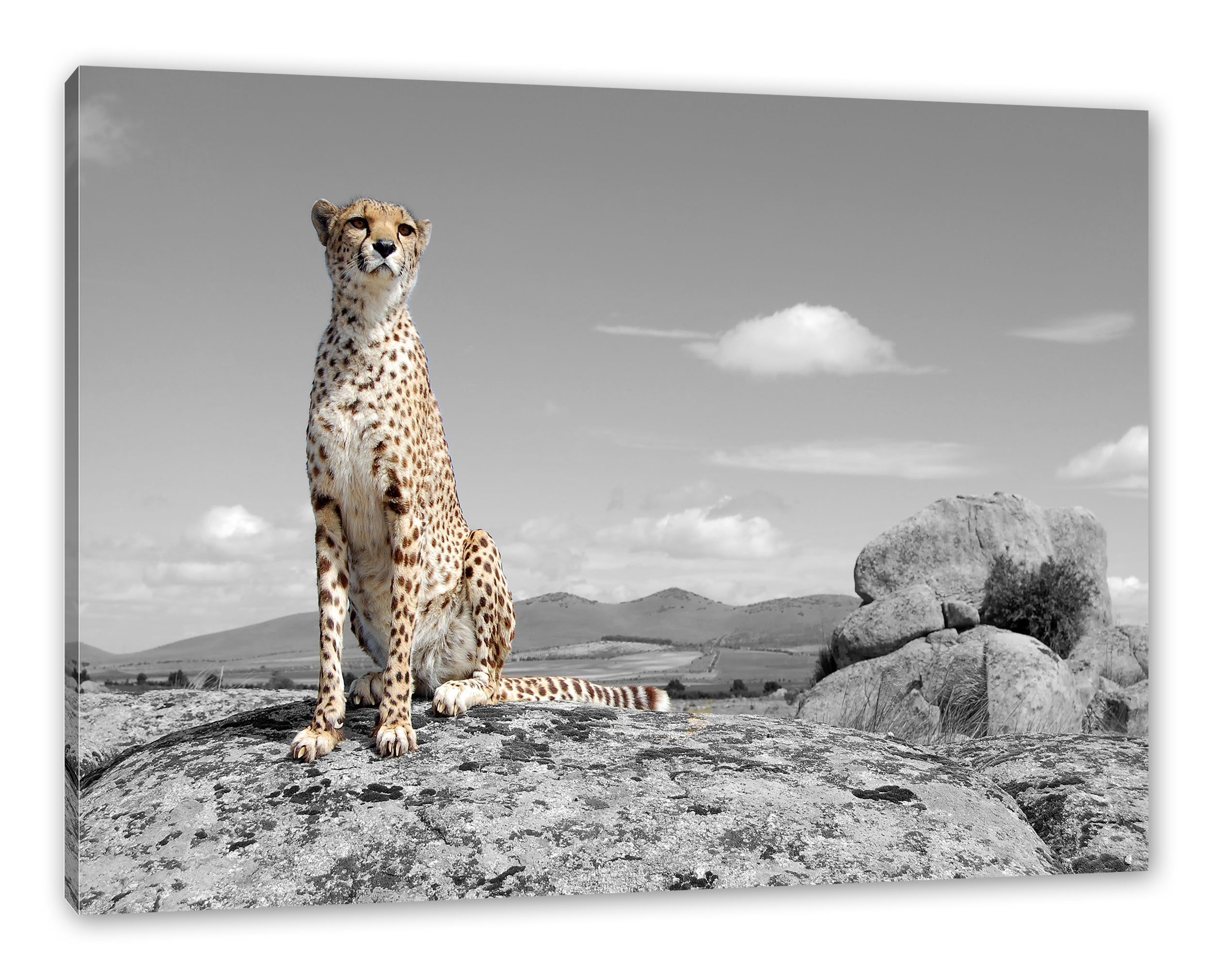 Pixxprint Leinwandbild stolzer Gepard, stolzer Gepard (1 St), Leinwandbild fertig bespannt, inkl. Zackenaufhänger