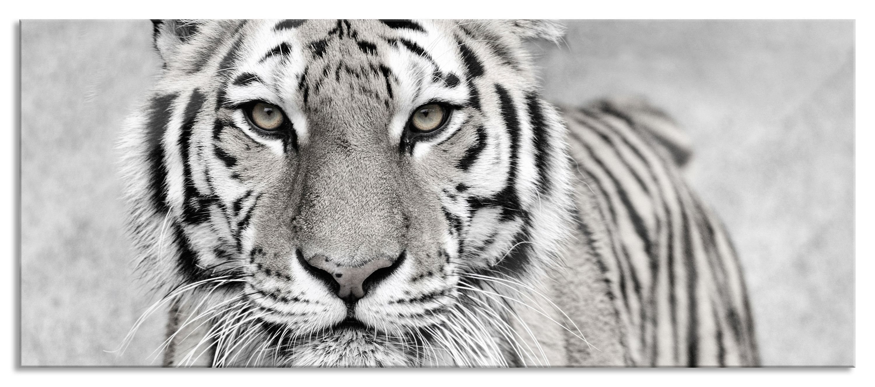 Anmutiger Glasbild aus in, Anmutiger Glasbild Aufhängungen Echtglas, St), Tiger in inkl. und Abstandshalter Tiger (1 Pixxprint
