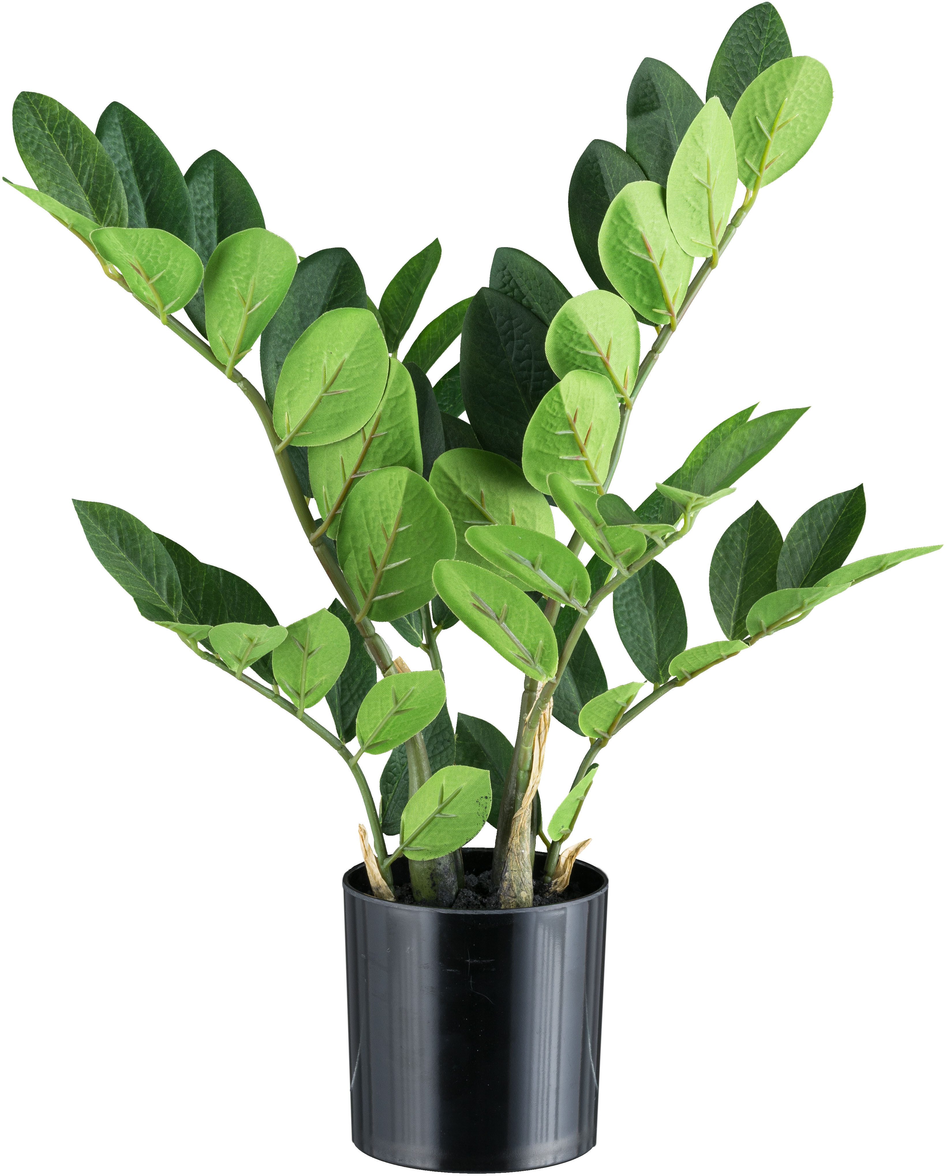 Kunstpflanze Zamifolia Grünpflanze, Creativ green, Höhe 45 cm, mit 6 Wedeln günstig online kaufen