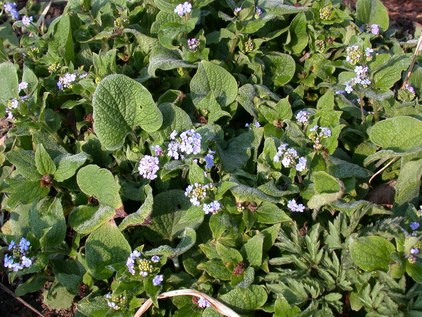 Pflanzen für Dich Staude Brunnera mac. Langtrees, 1 St., Kaukasusvergissmeinnicht, Großblättriges Kaukasusvergissmeinnicht