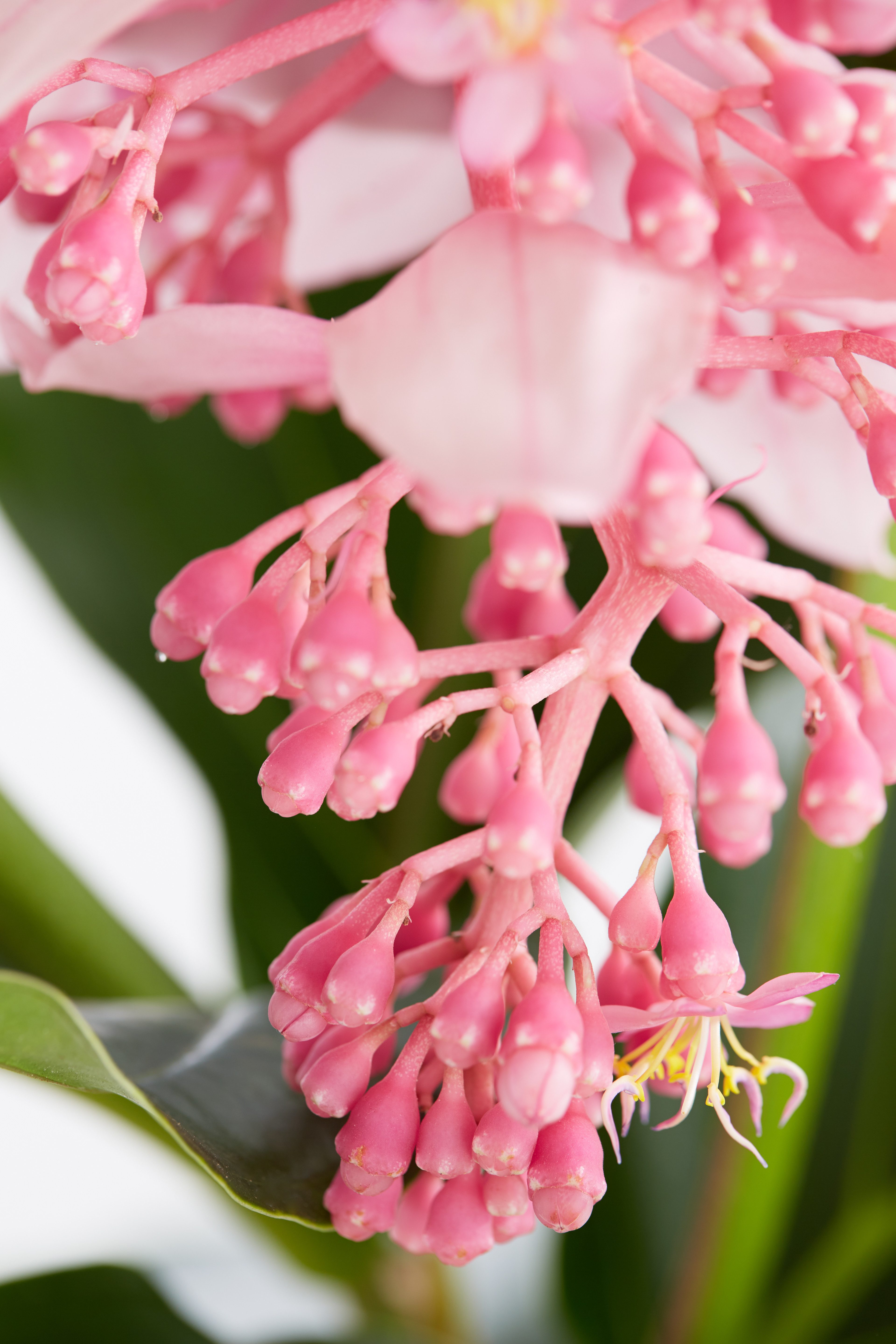 Dehner Zimmerpflanze Medinille, Medinilla magnifica, rosafarbene Blüten, ex günstig online kaufen