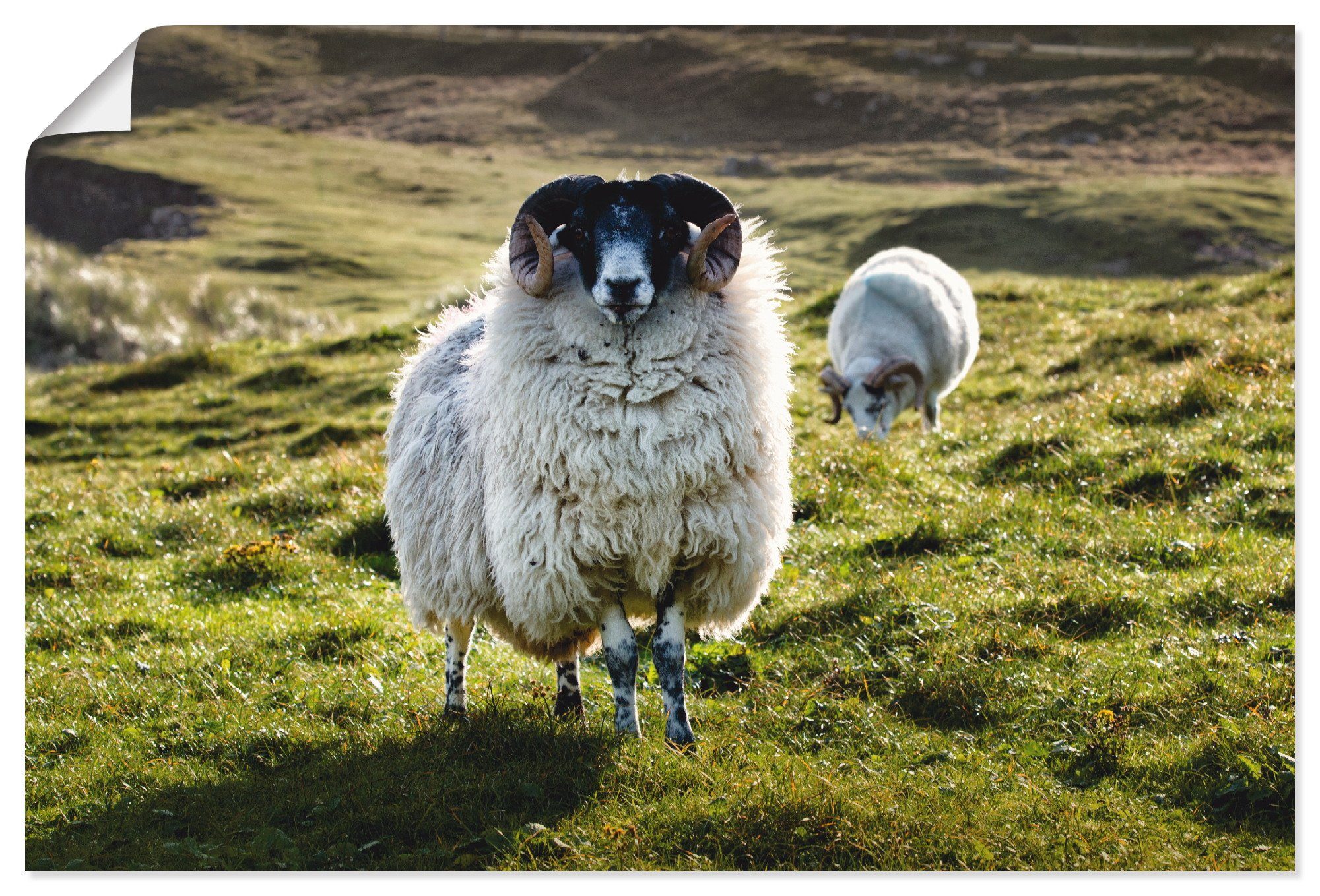 Artland Wandbild Schaf, Haustiere (1 St), als Alubild, Leinwandbild, Wandaufkleber oder Poster in versch. Größen
