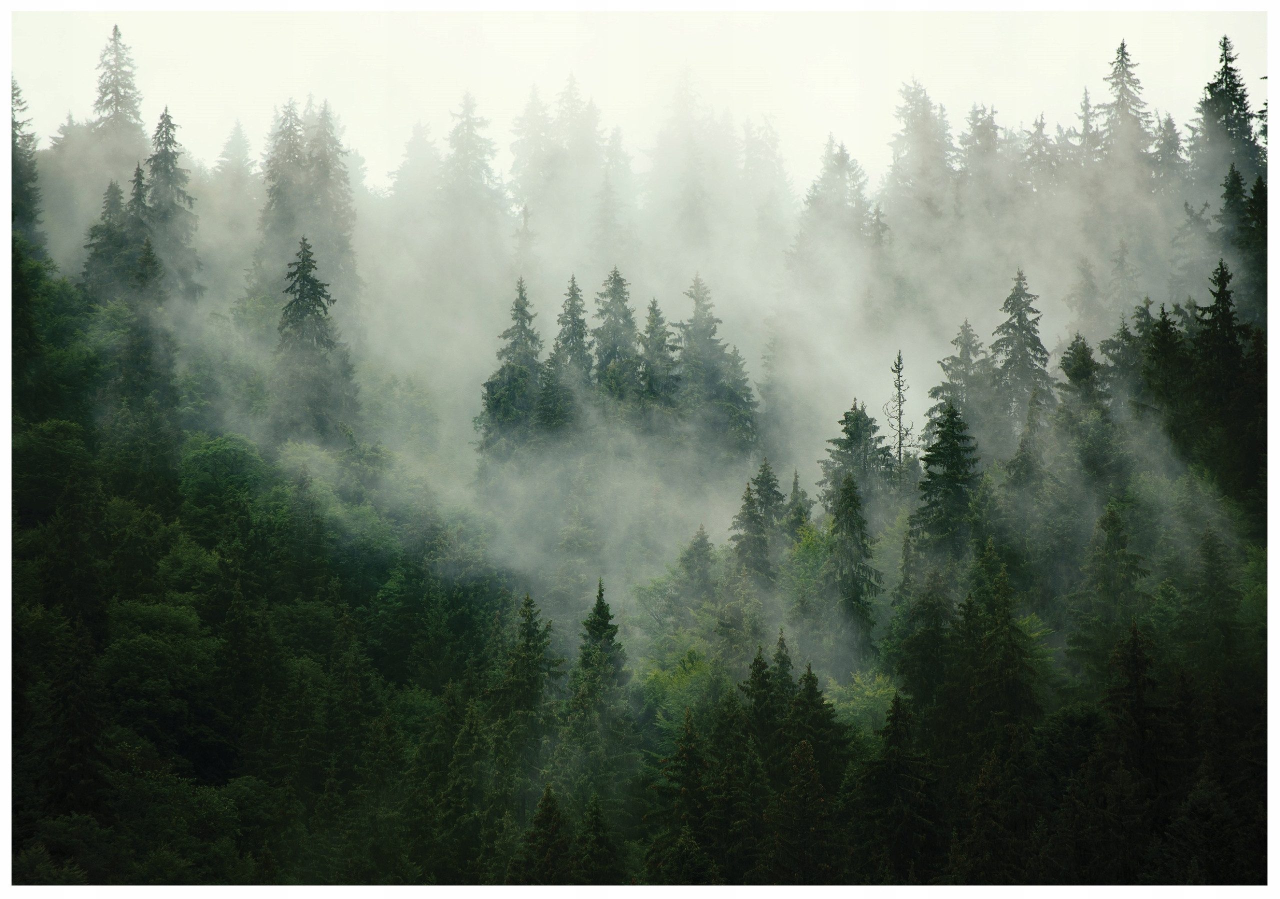 Wallarena Fototapete Wald Vlies Bäume Natur Grün Schlafzimmer, Wohnzimmer 200x140 cm, glatt, 200 x 140 cm