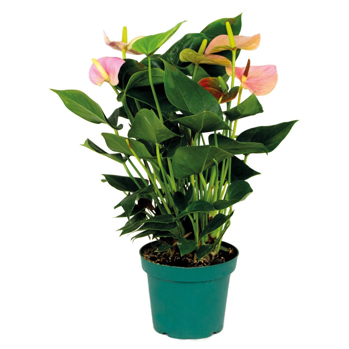 Bloomique Zimmerpflanze Bloomique - Anthurium Andreanum - Rosa - Flamingoblume - Blühende Zimm, 1 St.