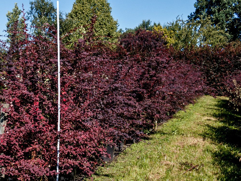Garten von Ehren Hecken Berberis thunbergii Atropurpurea Containerware 30-40 cm hoch