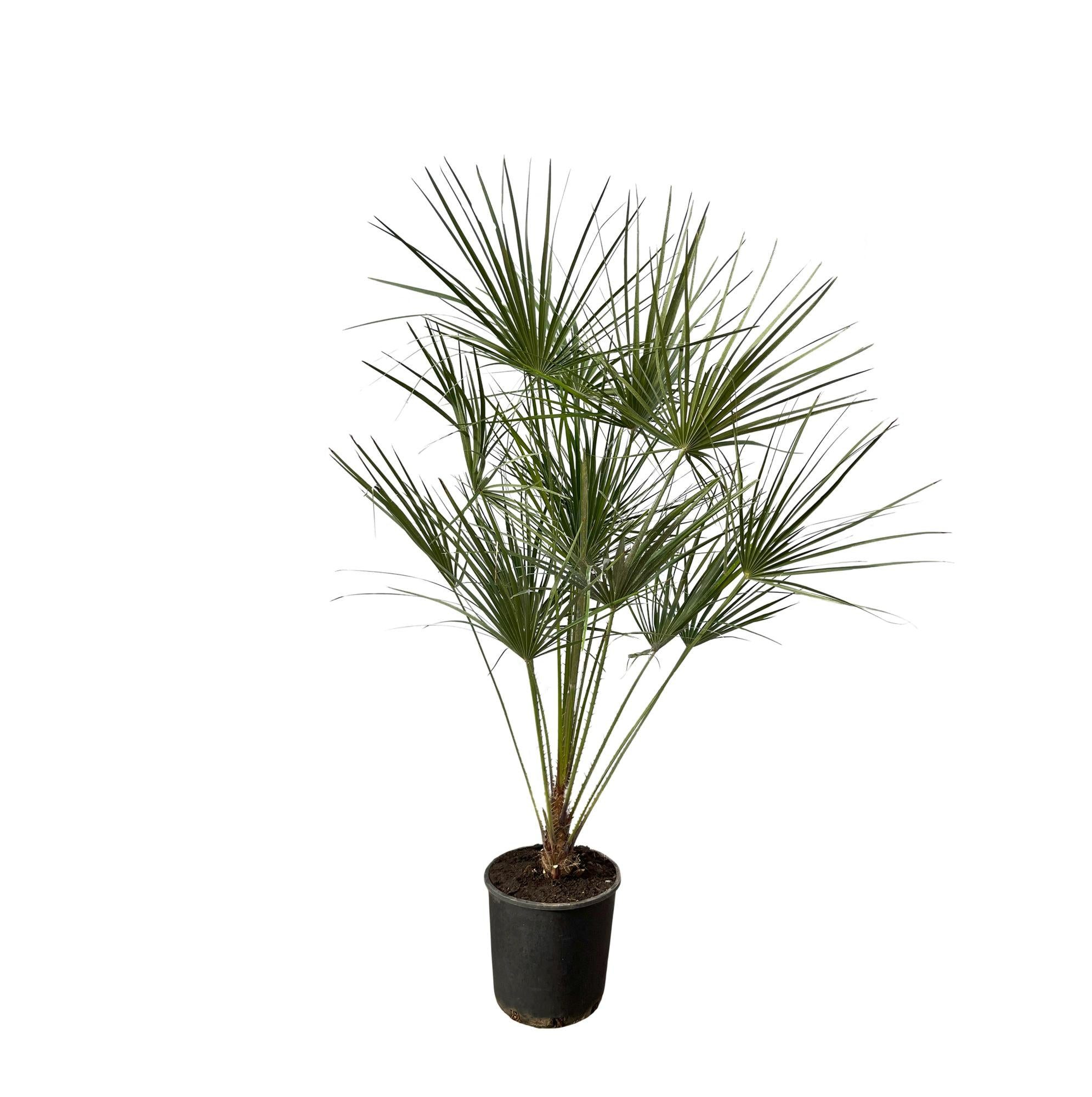 Florora Kübelpflanzen Chamaerops humilis – Zwergpalme – 160 cm – Topf 28 cm