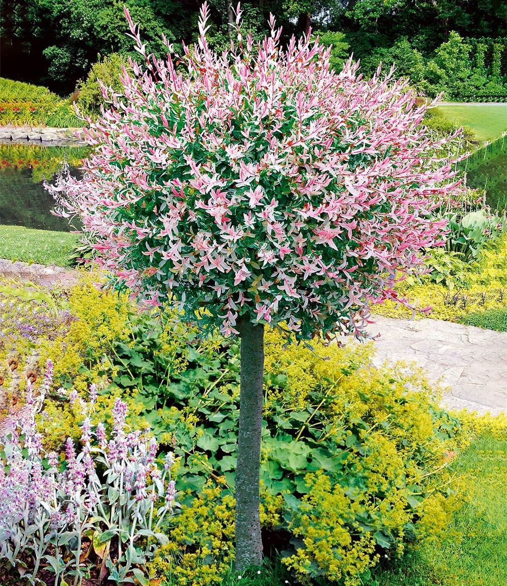 BALDUR Garten Zierstrauch Salix-Stämmchen 'Hakuro Nishiki', 1 St., Harlekinweide,winterhart, mehrjährig, pflegeleicht