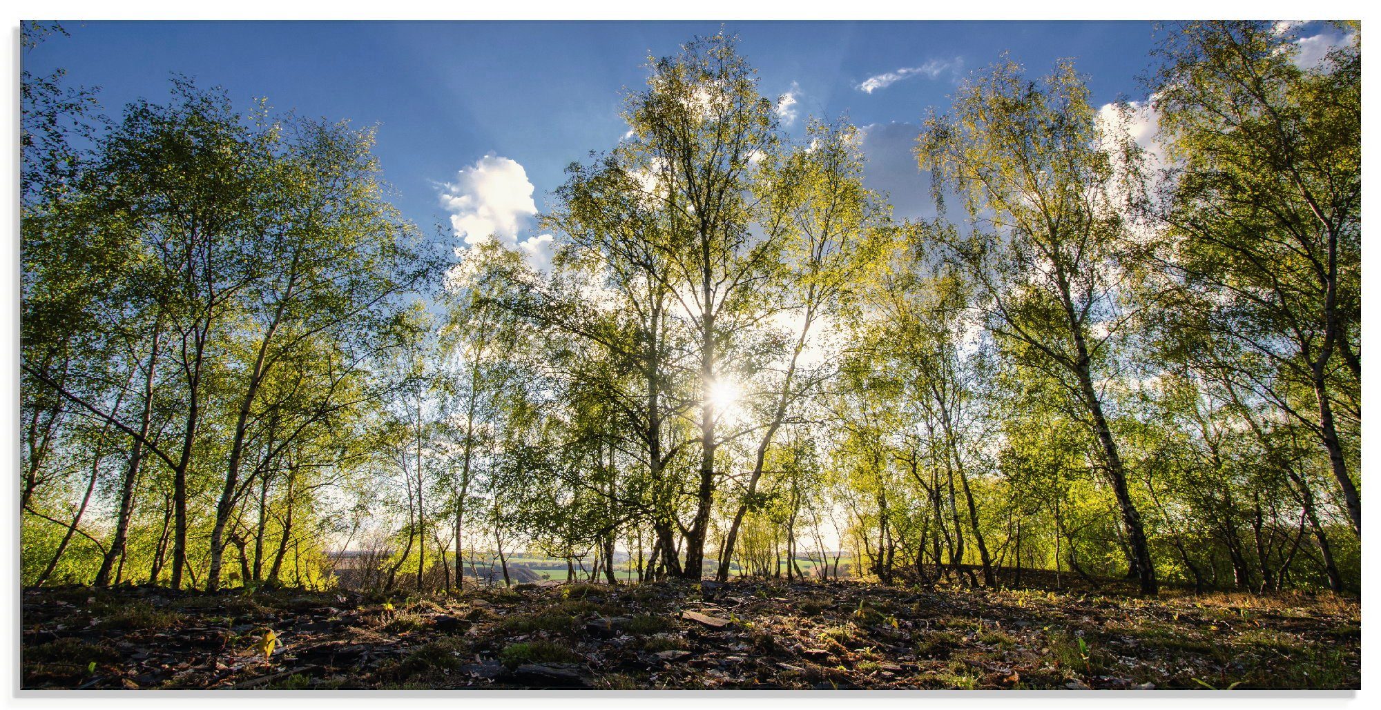 Artland Glasbild »Frühlingssonne«, Wald (1 Stück)-Otto
