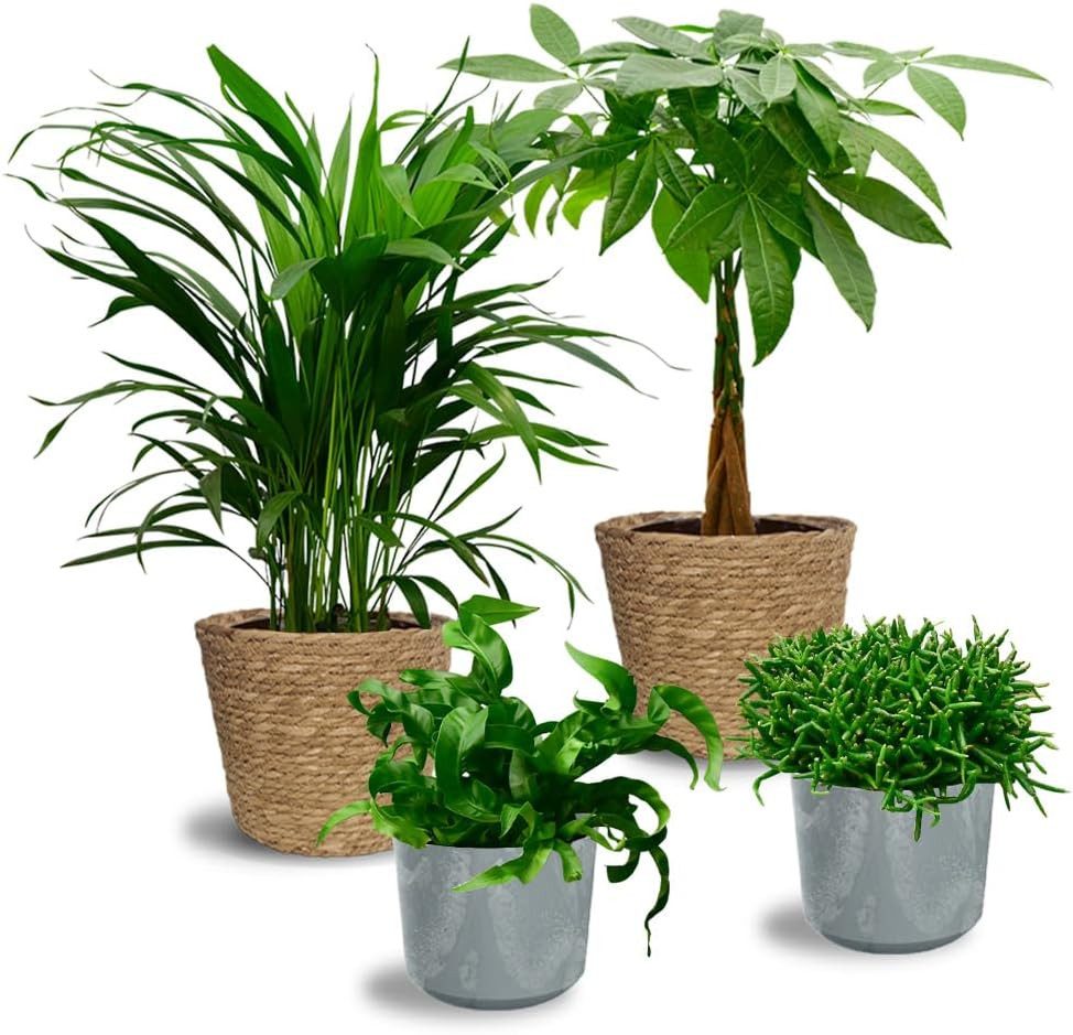 Green Me Up Zimmerpflanze Green Me Up 4er Box Katzenliebe mit Übertöpfen, Wächst in Erde, Pflegeleicht, Ungiftig für Tiere und Kinder