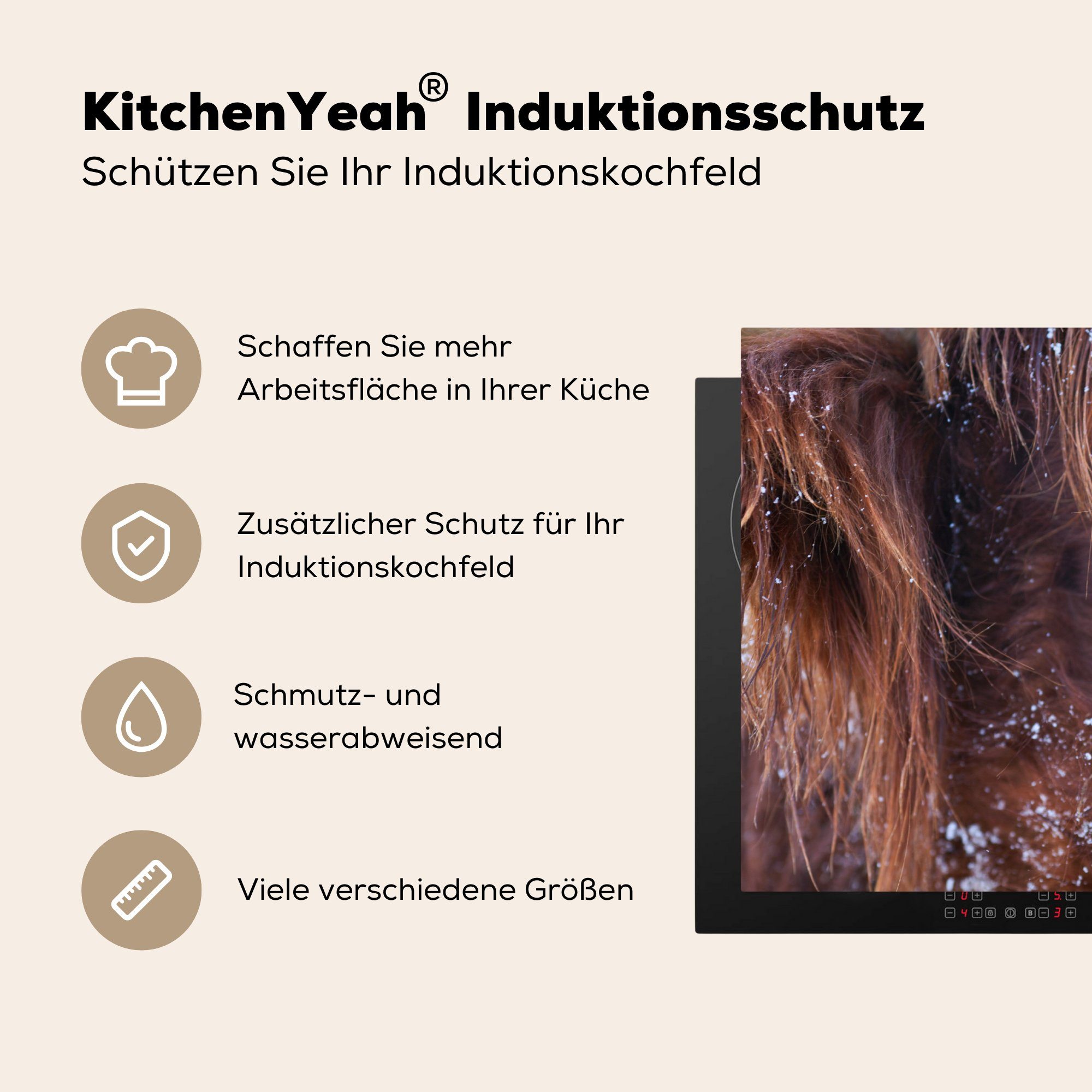 Schottische Highlander 71x52 cm, (1 für Induktionskochfeld - MuchoWow Kuh Vinyl, Schutz küche, Schottischer Herdblende-/Abdeckplatte tlg), die Schnee, - Ceranfeldabdeckung