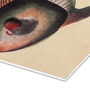Posterlounge Forex-Bild Frederick Polydor Nodder, Mondfisch, Mola Mola, Badezimmer Maritim Illustration