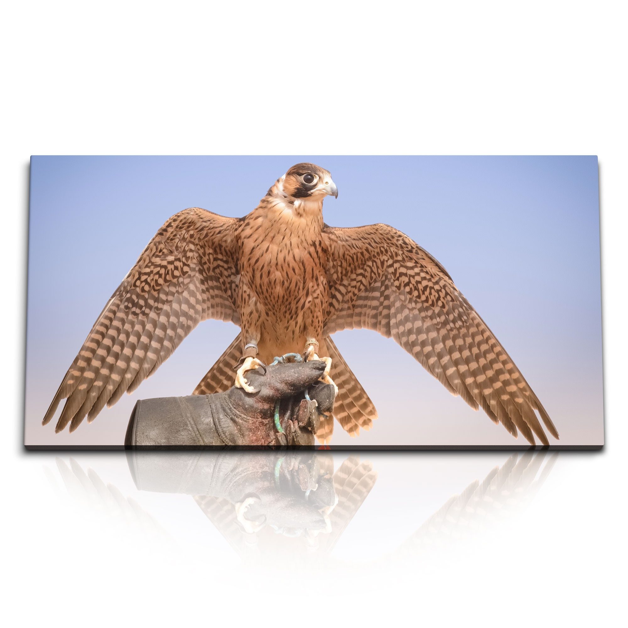 Sinus Art Leinwandbild Kunstdruck Bilder 120x60cm Falke Falkenjagd Dubai Raubvogel Greifvogel, (1 St)