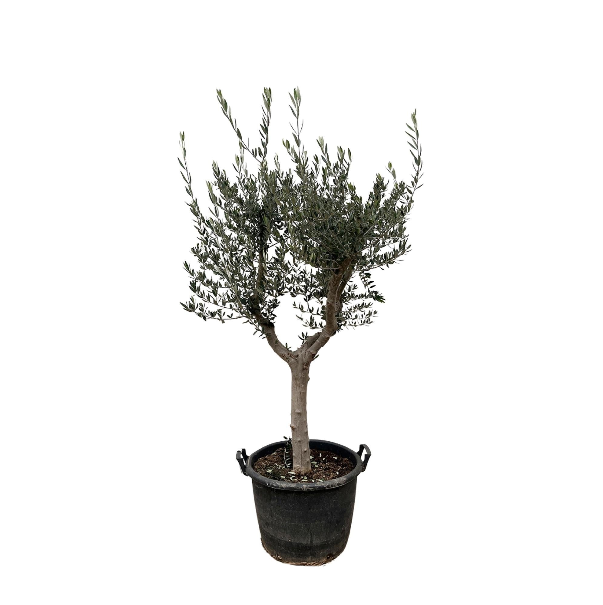 Florora Olivenbaum Olea Europaea – Olivenbaum – 230 cm – Topf 45 cm