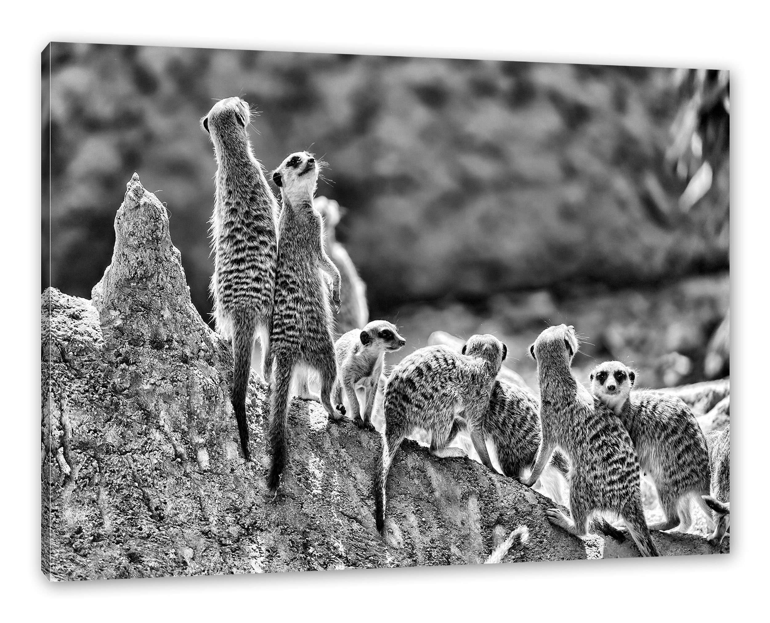 Familie, Erdmännchen inkl. Leinwandbild St), große fertig Erdmännchen bespannt, Familie Pixxprint (1 große Zackenaufhänger Leinwandbild