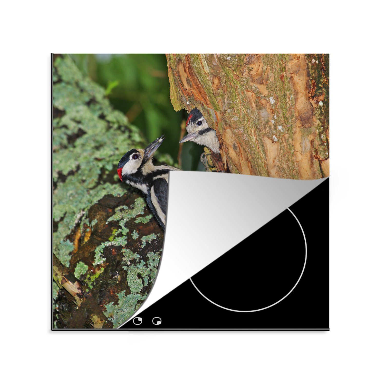 MuchoWow Herdblende-/Abdeckplatte Ein Buntspecht füttert seine Kinder im Nest, Vinyl, (1 tlg), 78x78 cm, Ceranfeldabdeckung, Arbeitsplatte für küche