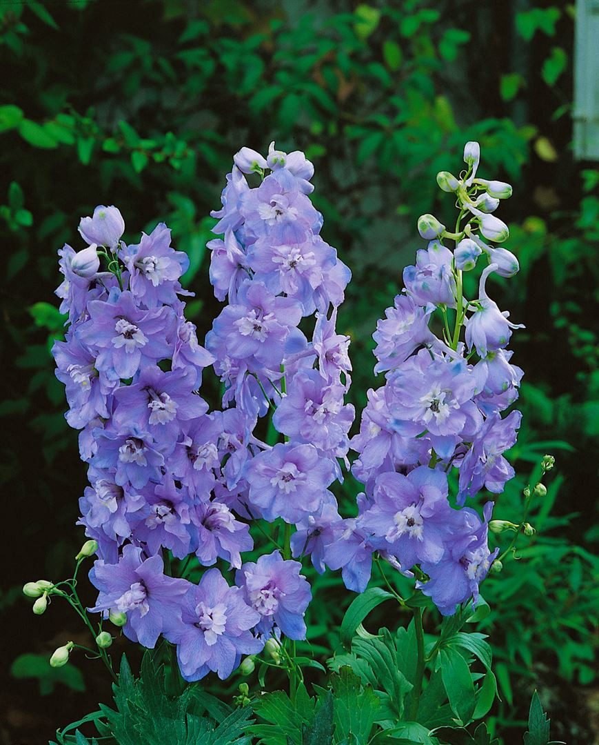 Pflanzen für Dich Staude Delphinium Pacific Guinevere, 1 St., Rittersporn