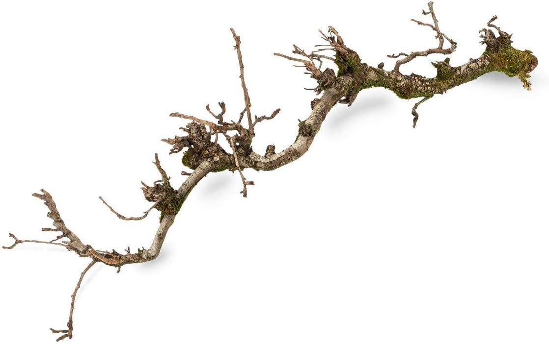 NaDeco Bastelnaturmaterial Dekozweig Birne mit Moos ca. 100cm