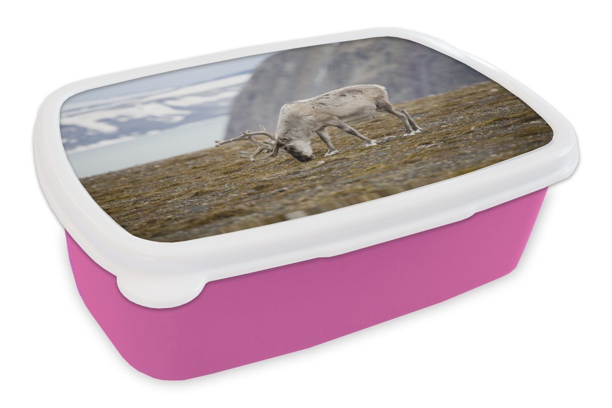 MuchoWow Lunchbox Ein weißes Rentier auf einem Feld, Kunststoff, (2-tlg), Brotbox für Erwachsene, Brotdose Kinder, Snackbox, Mädchen, Kunststoff rosa