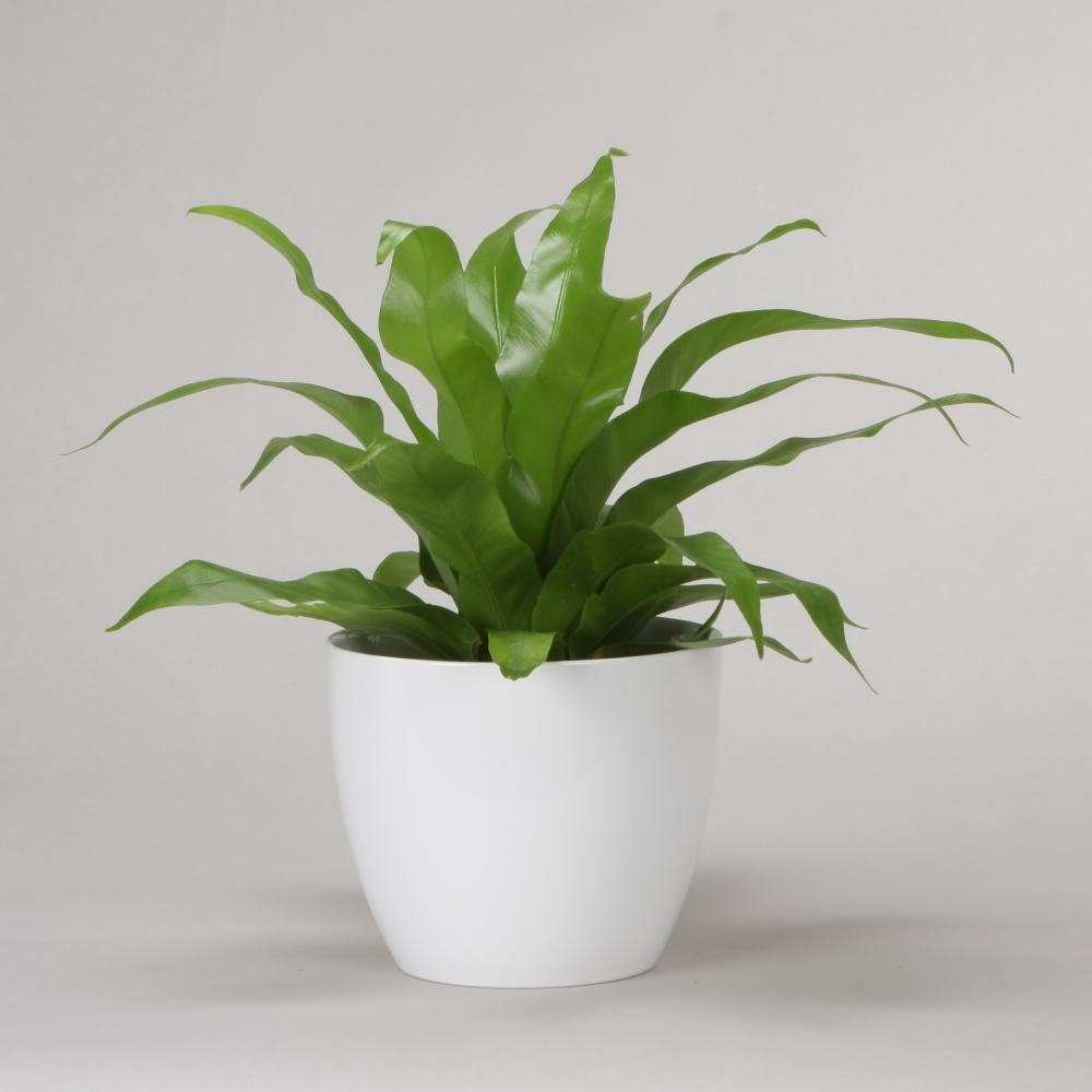Scheurich Blumentopf Scheurich Übertopf Serie 920 günstig online kaufen