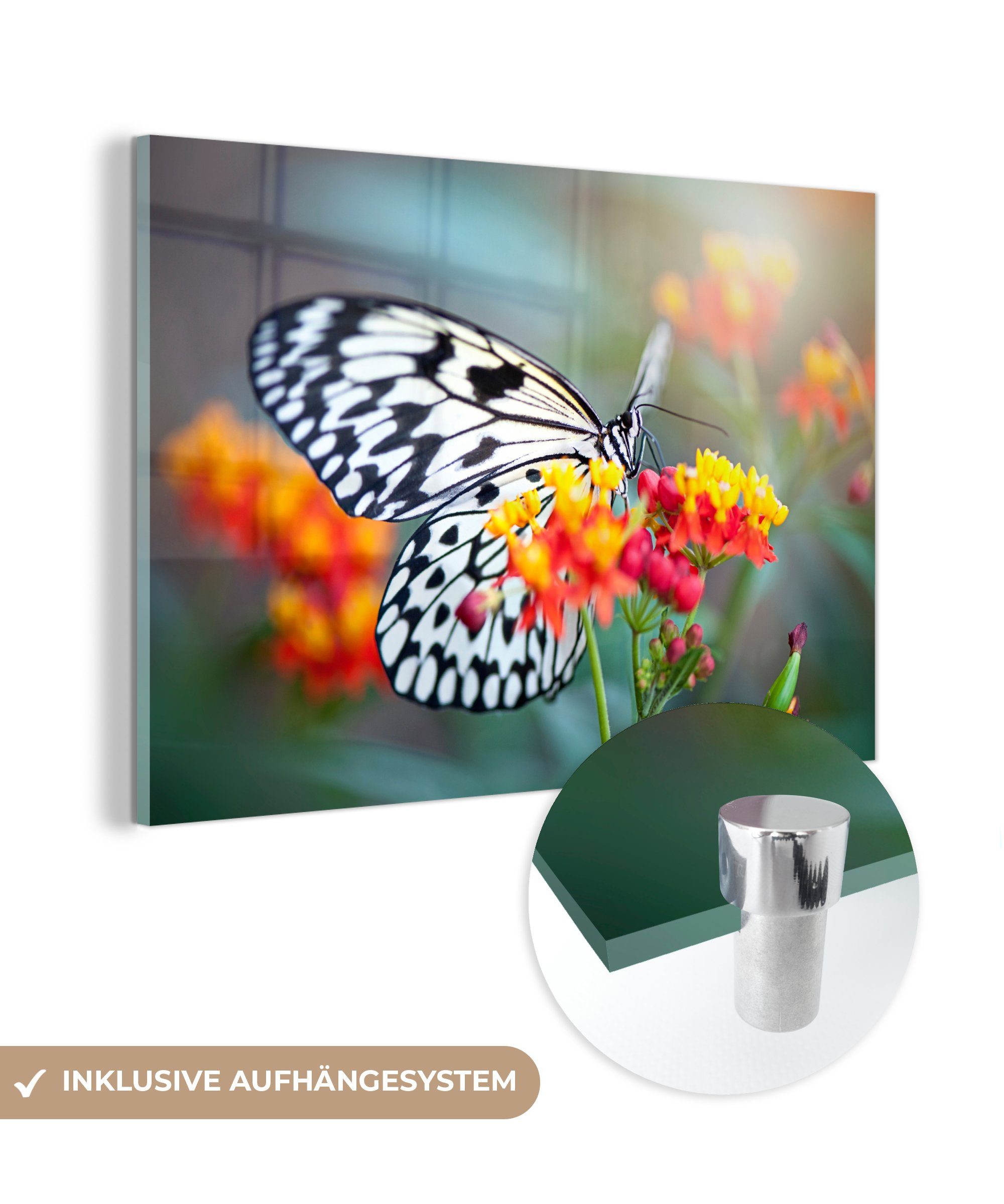 MuchoWow Acrylglasbild Schmetterling auf einer Blume, (1 St), Acrylglasbilder Wohnzimmer & Schlafzimmer