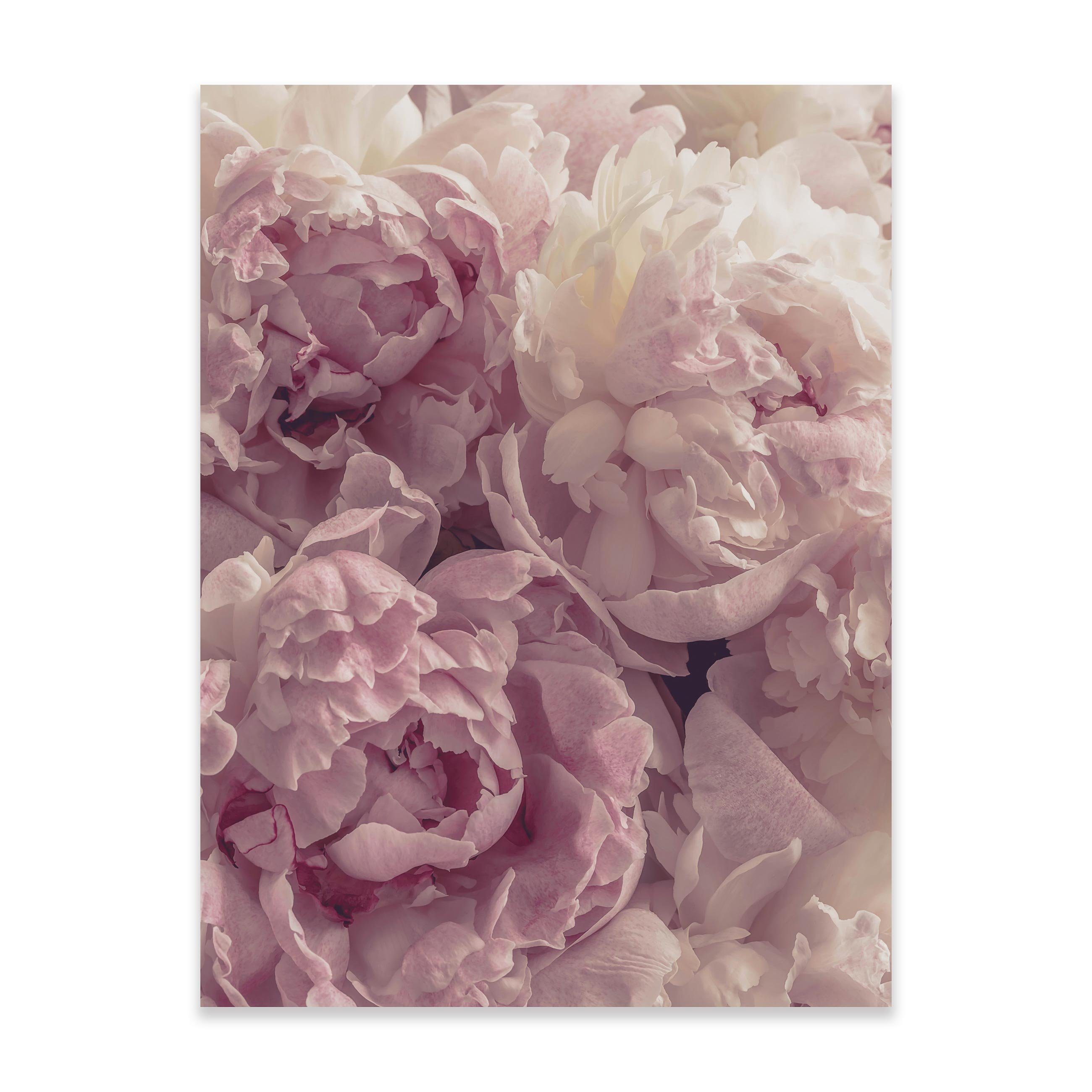 Wallarena Poster Blumen Rosen Wohnzimmer Schlafzimmer günstig online kaufen