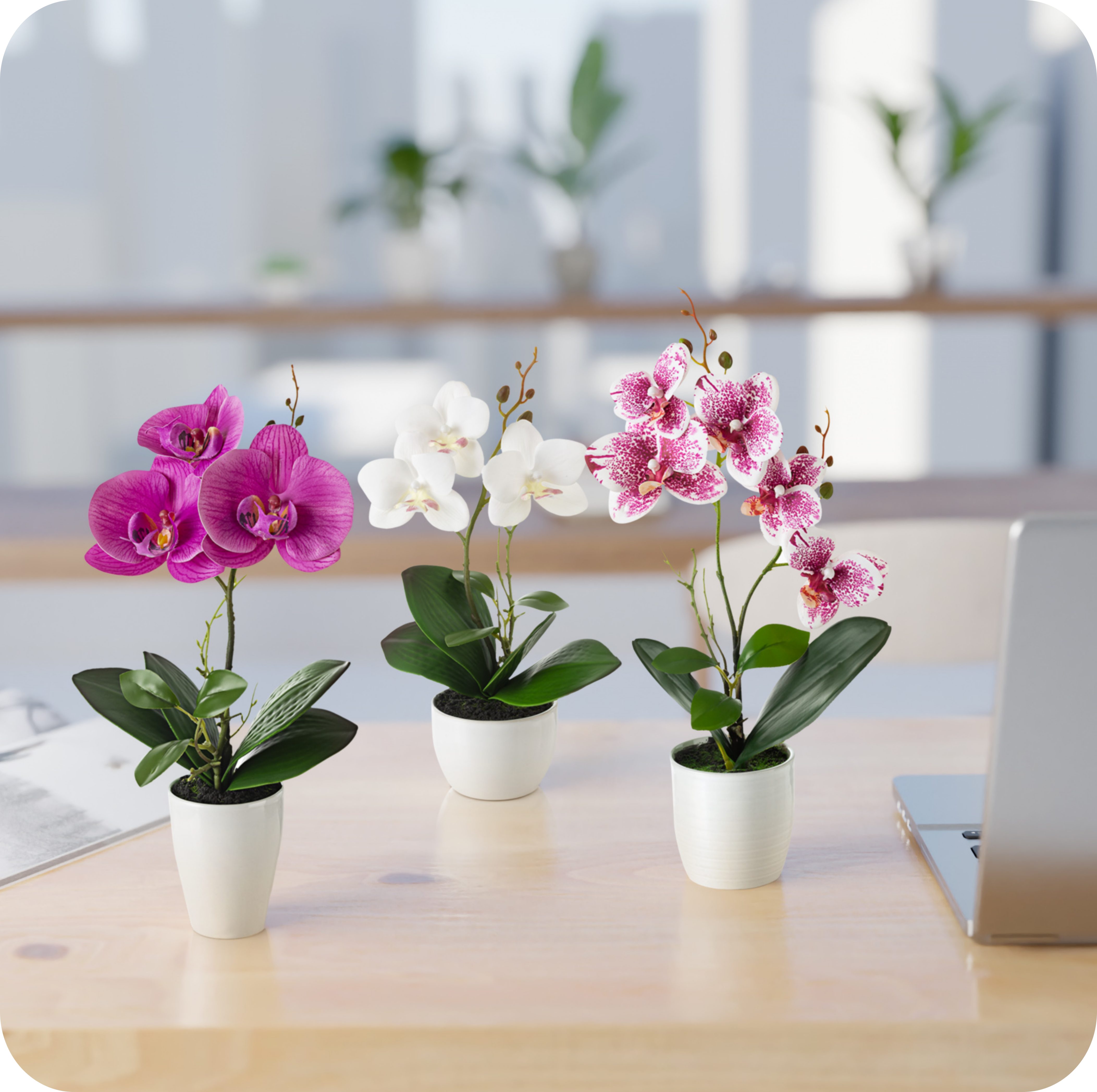 Kunstorchidee 3er Set künstliche Orchideen wie echt (35cm) in Hochglanz-Ker günstig online kaufen