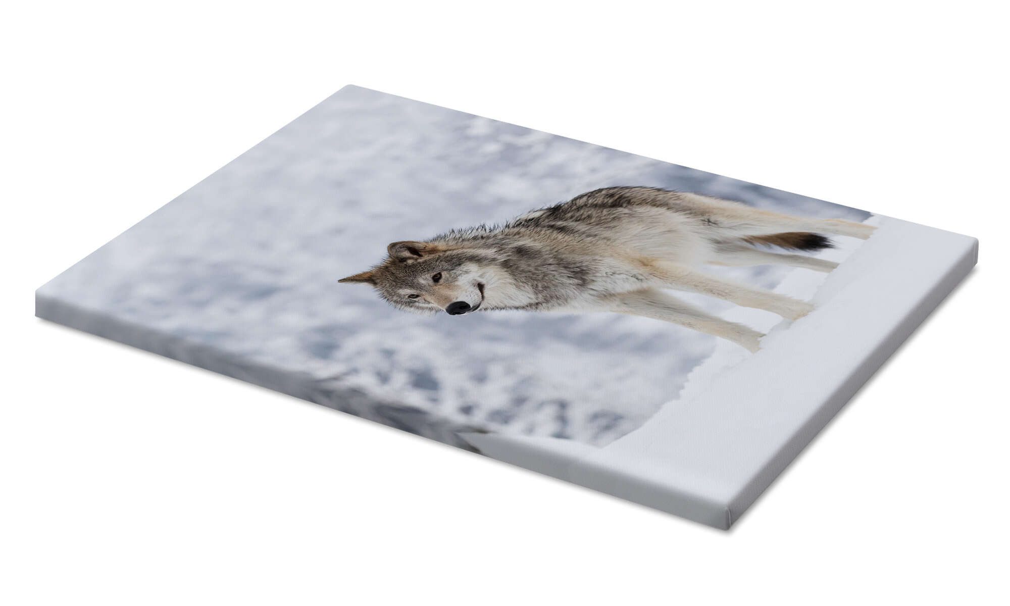 Posterlounge Wandbild Tundrawolf im Schnee, Doug Lindstrand, erhältlich als Poster, Leinwandbild, Wandsticker oder Acrylglasbild