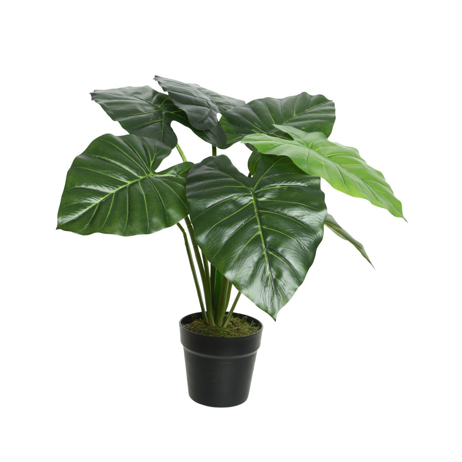 Kunstpflanze Künstliche Taro Pflanze im Topf Kunstpflanze Dekopflanze H: 52cm grün