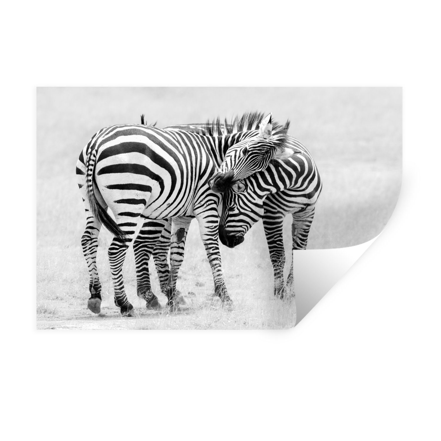 MuchoWow Wandsticker Zebra - Tiere - Natur - Safari (1 St), Wandaufkleber, Wandtattoo, Selbstklebend, Wohnzimmer, Schlafzimmer