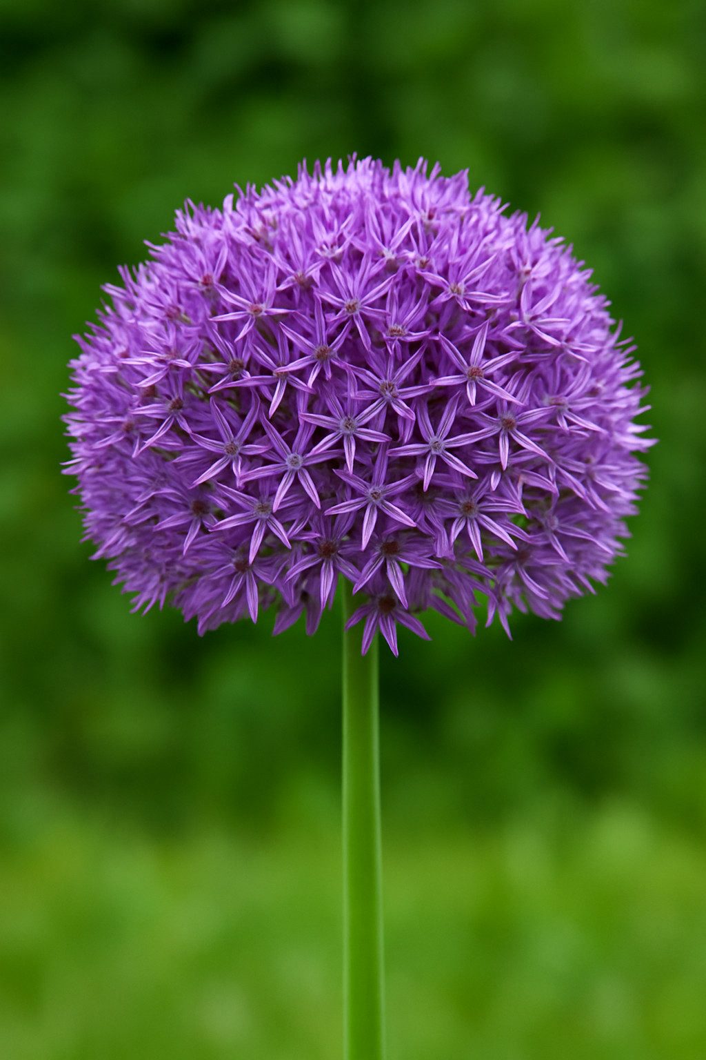 Exotenherz Blumenzwiebeln Exotenherz Blumenzwiebeln - Zierlauch Allium Globemaster 5 (Stück), (1-St)