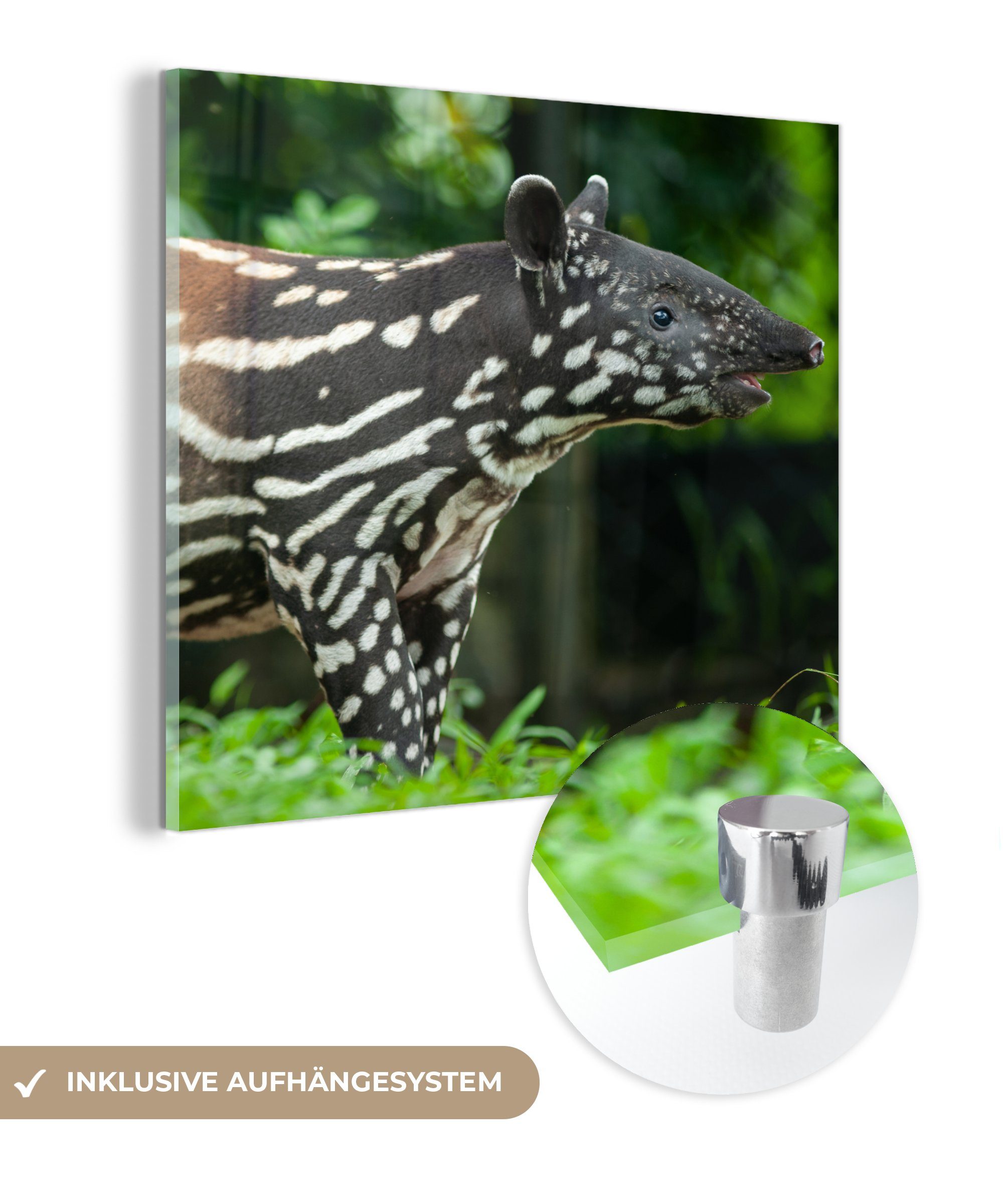 MuchoWow Acrylglasbild Junger Tapir im Dschungel, (1 St), Glasbilder - Bilder auf Glas Wandbild - Foto auf Glas - Wanddekoration