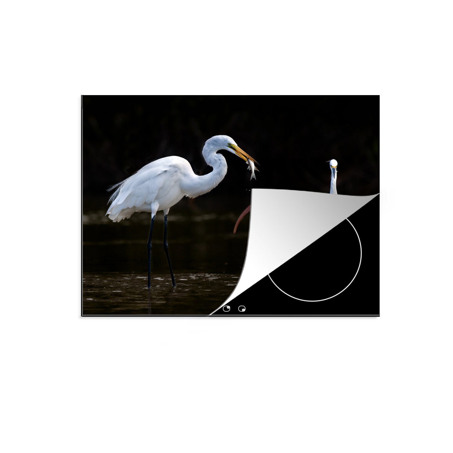 MuchoWow Herdblende-/Abdeckplatte Drei schöne weiße Ibisvögel im Wasser, Vinyl, (1 tlg), 71x52 cm, Induktionskochfeld Schutz für die küche, Ceranfeldabdeckung