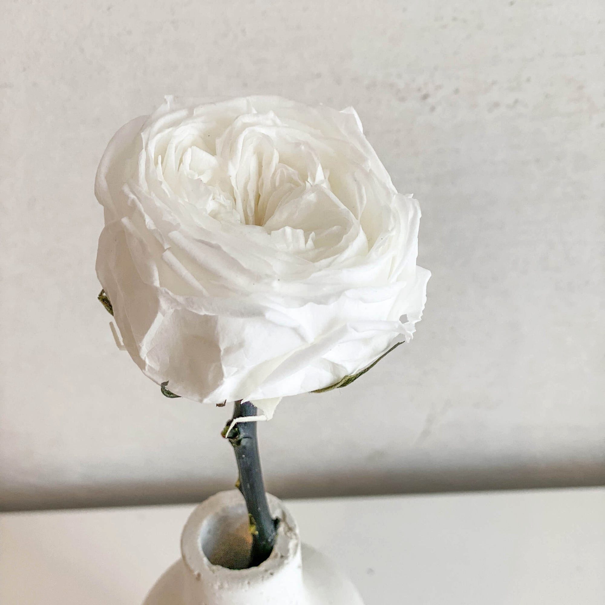Trockenblume Stabilisierte Rosen in verschiedenen Farben, günstig online kaufen