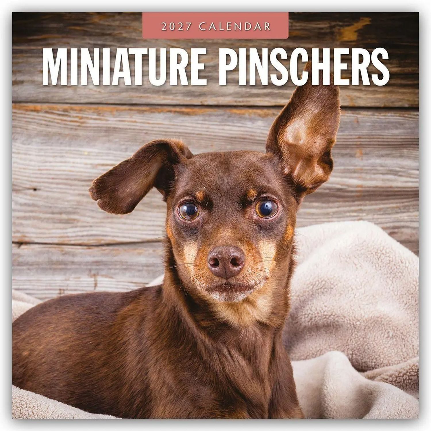 Wandkalender Miniature Pinschers - Zwergpinscher - Rehpinscher 2027 -...
