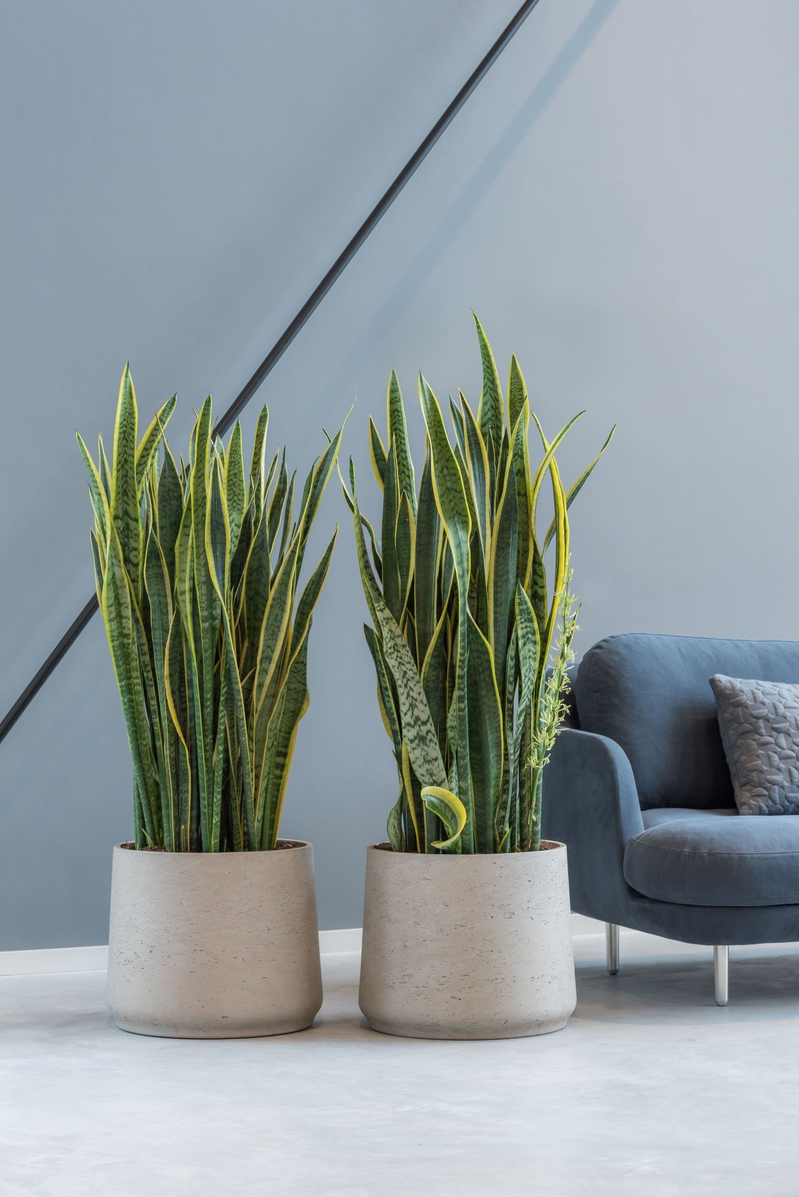 finestgreen Pflanzkübel Handgefertigtes Pflanzgefäß Patt günstig online kaufen