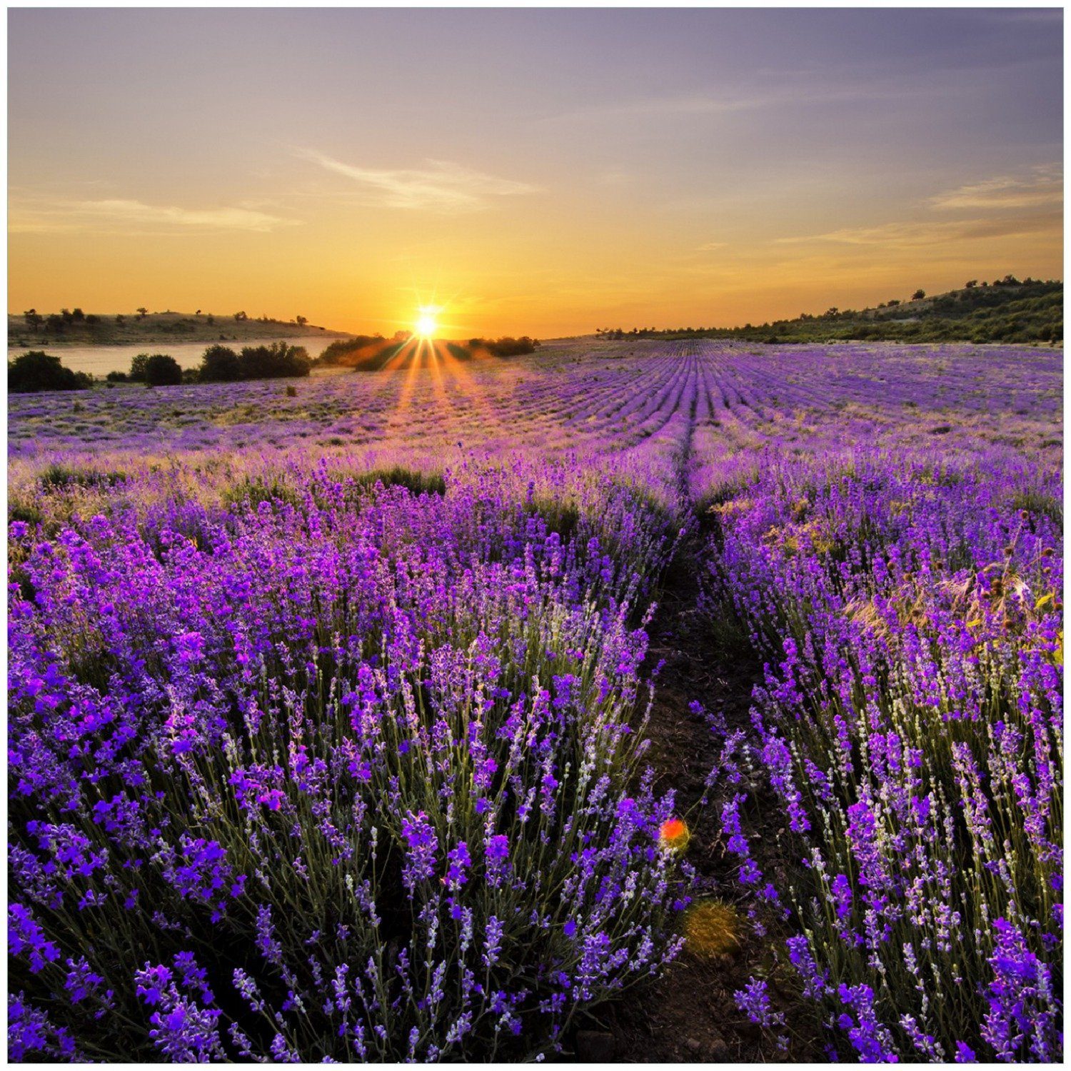 Wallario Memoboard Sonnenuntergang über dem Lavendel