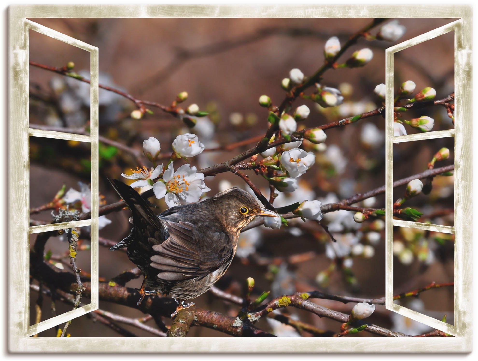 Artland Wandbild Fensterblick - Kirschblüten mit Amsel, Vögel (1 St), als Alubild, Leinwandbild, Wandaufkleber oder Poster in versch. Größen