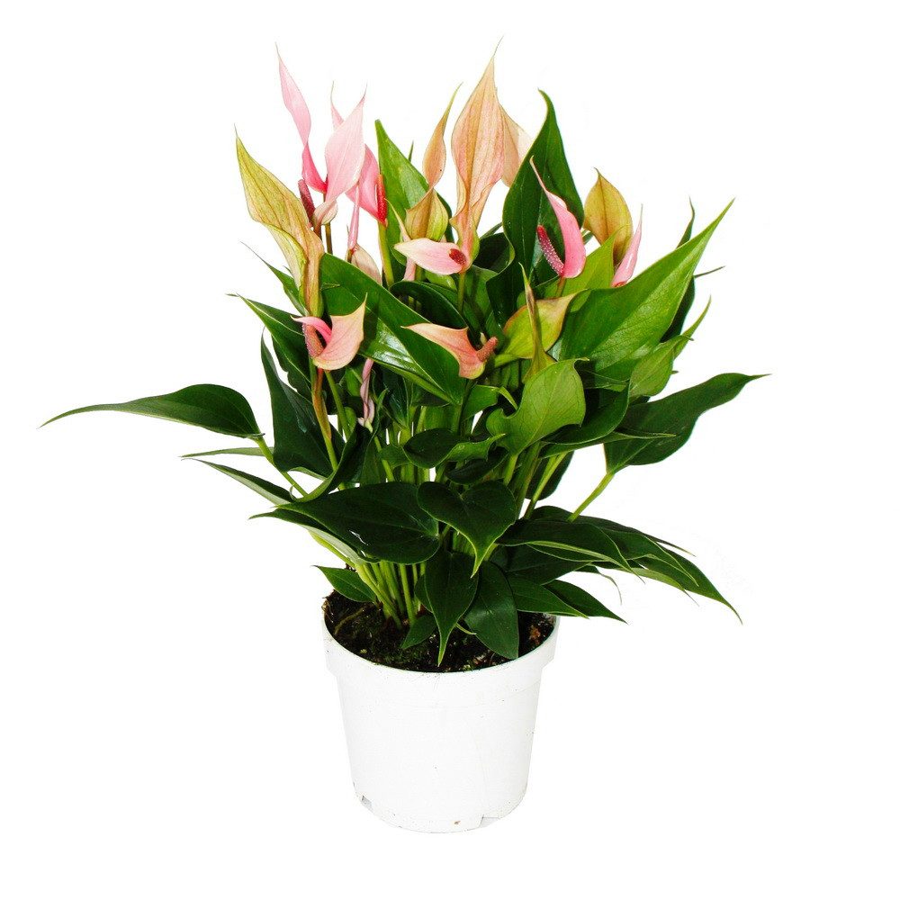 Exotenherz Zimmerpflanze Flamingoblume Anthurium andreanum Anthurie 12cm To günstig online kaufen