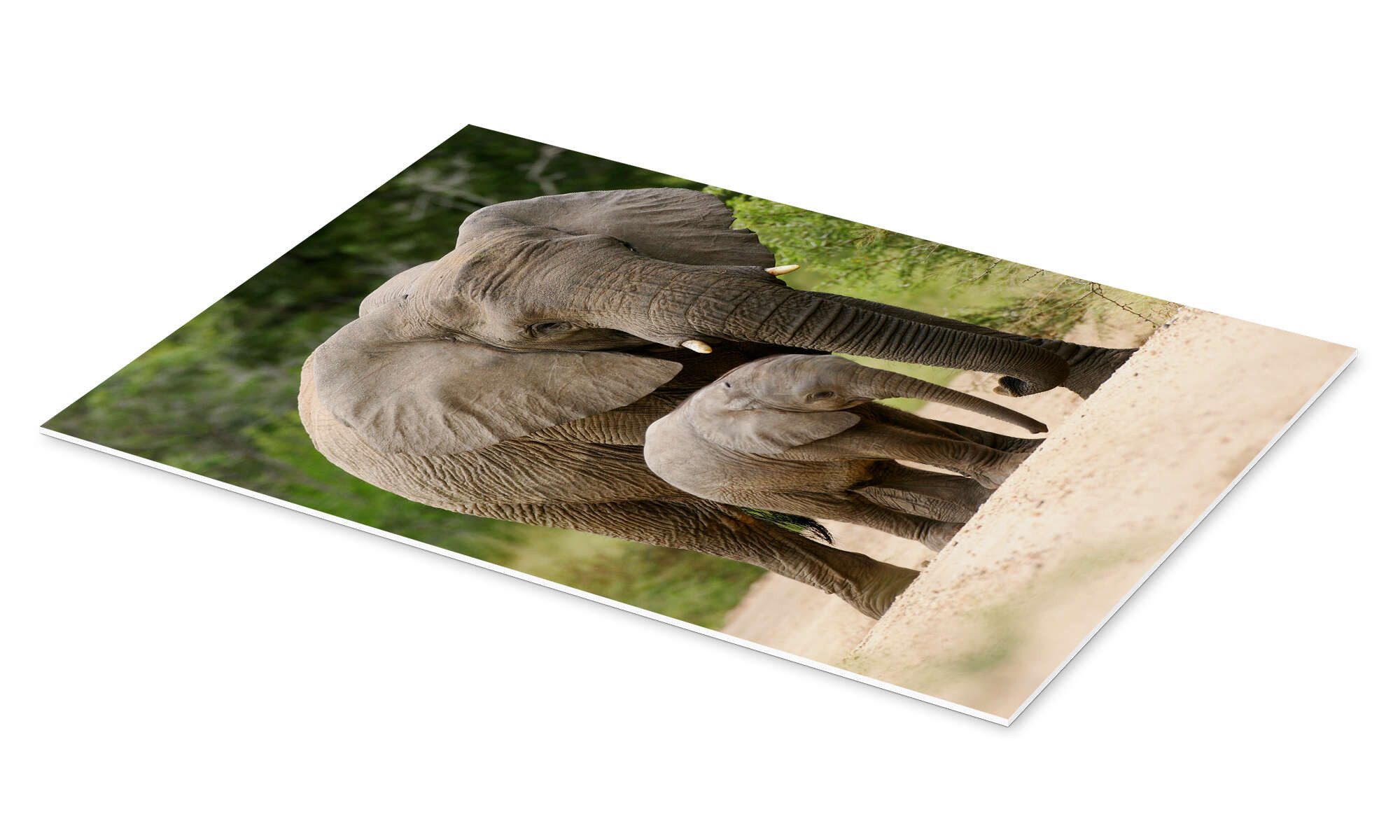 Posterlounge Wandbild Mutter und Kalb, Editors Choice, erhältlich als Poster, Leinwandbild, Wandsticker oder Acrylglasbild