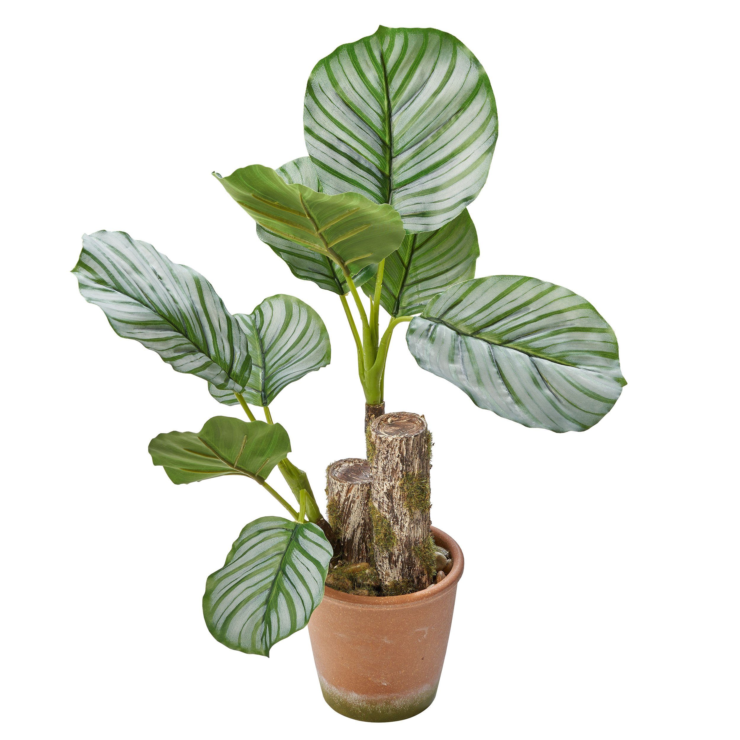 Höhe Dekopflanze home, Zimmerpflanze cm 45 Künstliche Calatheapflanze, Amare