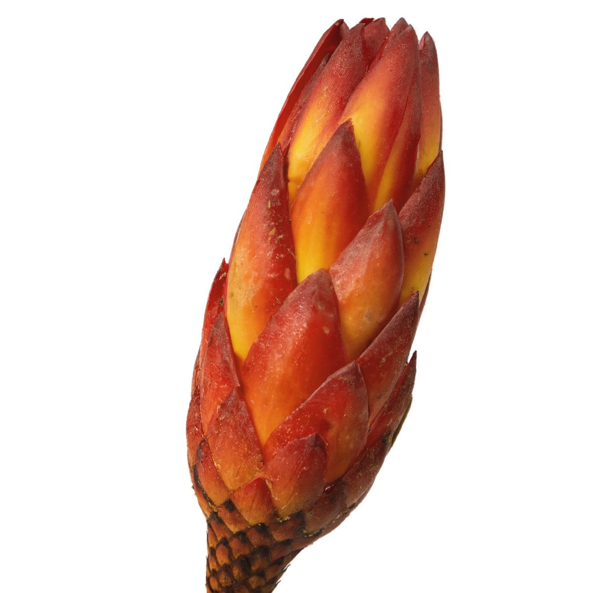 matches21 HOME & HOBBY Bilderrahmen Protea Trockenblumen orange rot 5er Set afrikanische Zuckerbüsche, (5 St), Getrocknete Blumen als Boho-Deko Trockenpflanzen  – Bild 4 von 5