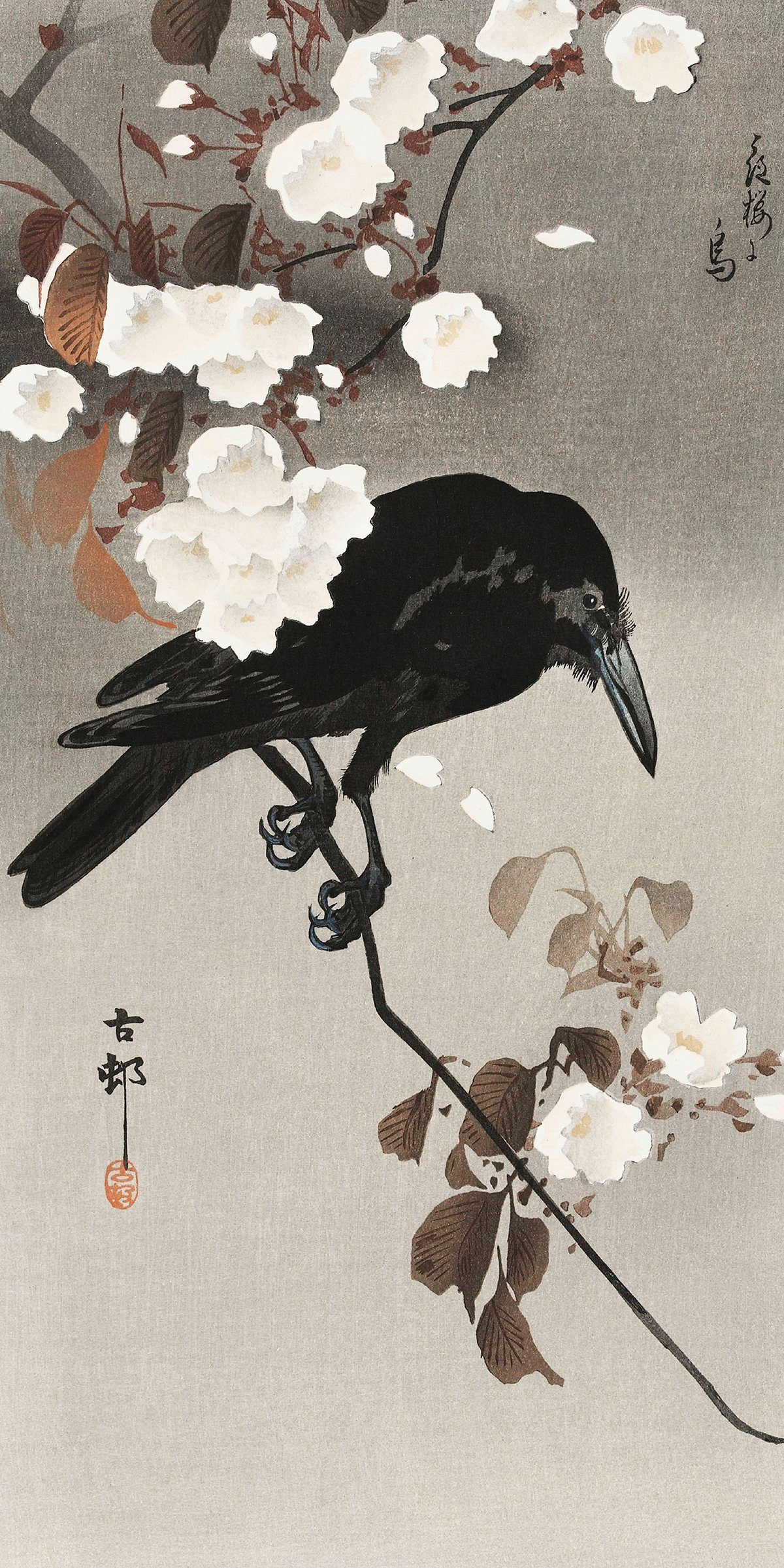 Close Up Poster Crow And Cherry Blossom Kunstdruck Ohara Koson 20 x 40 cm
