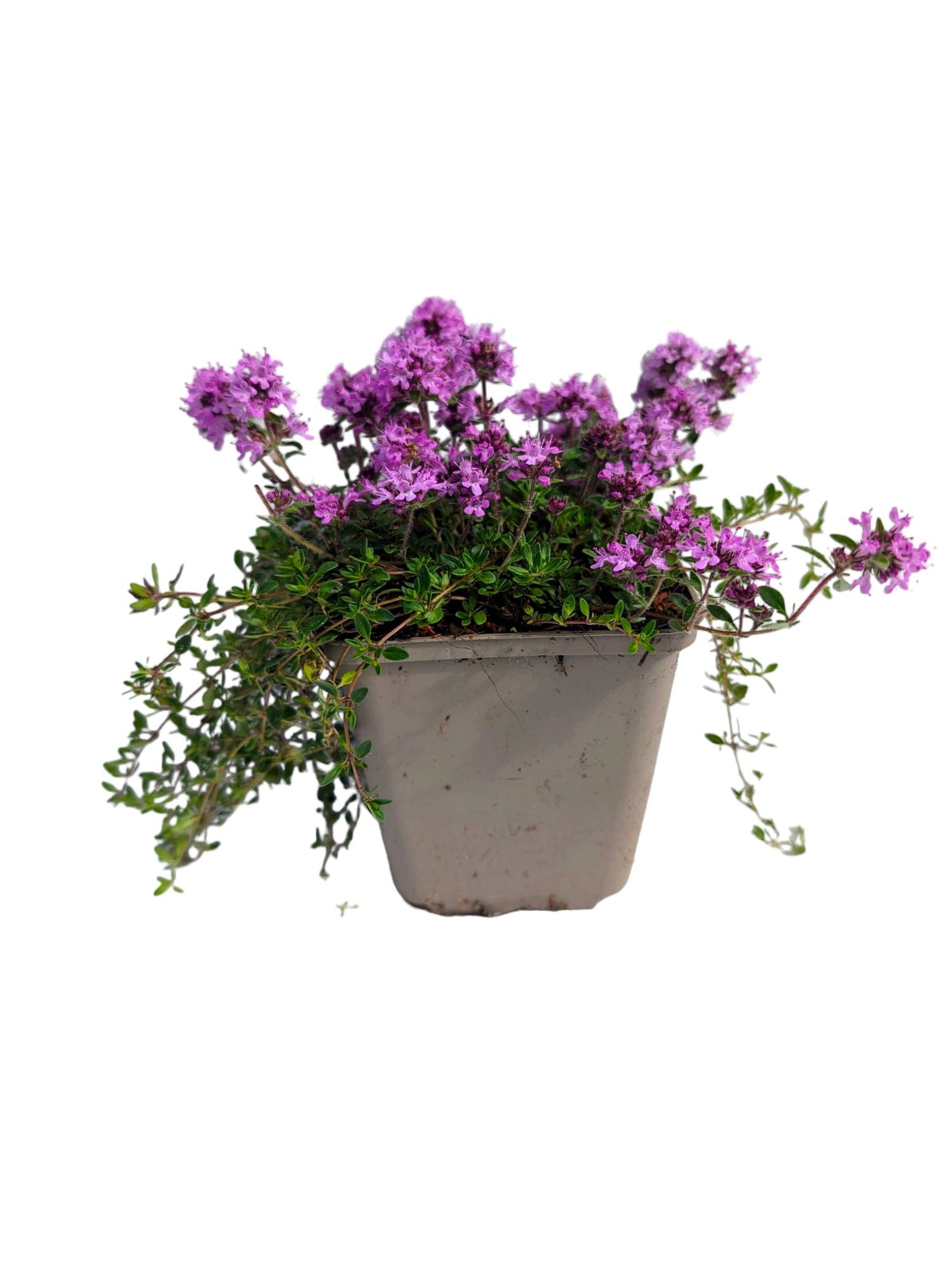 AMO Baumschulen Obstpflanze Teppich-Thymian 'Magic Carpet' – Duftender, trittfester Bodendecker